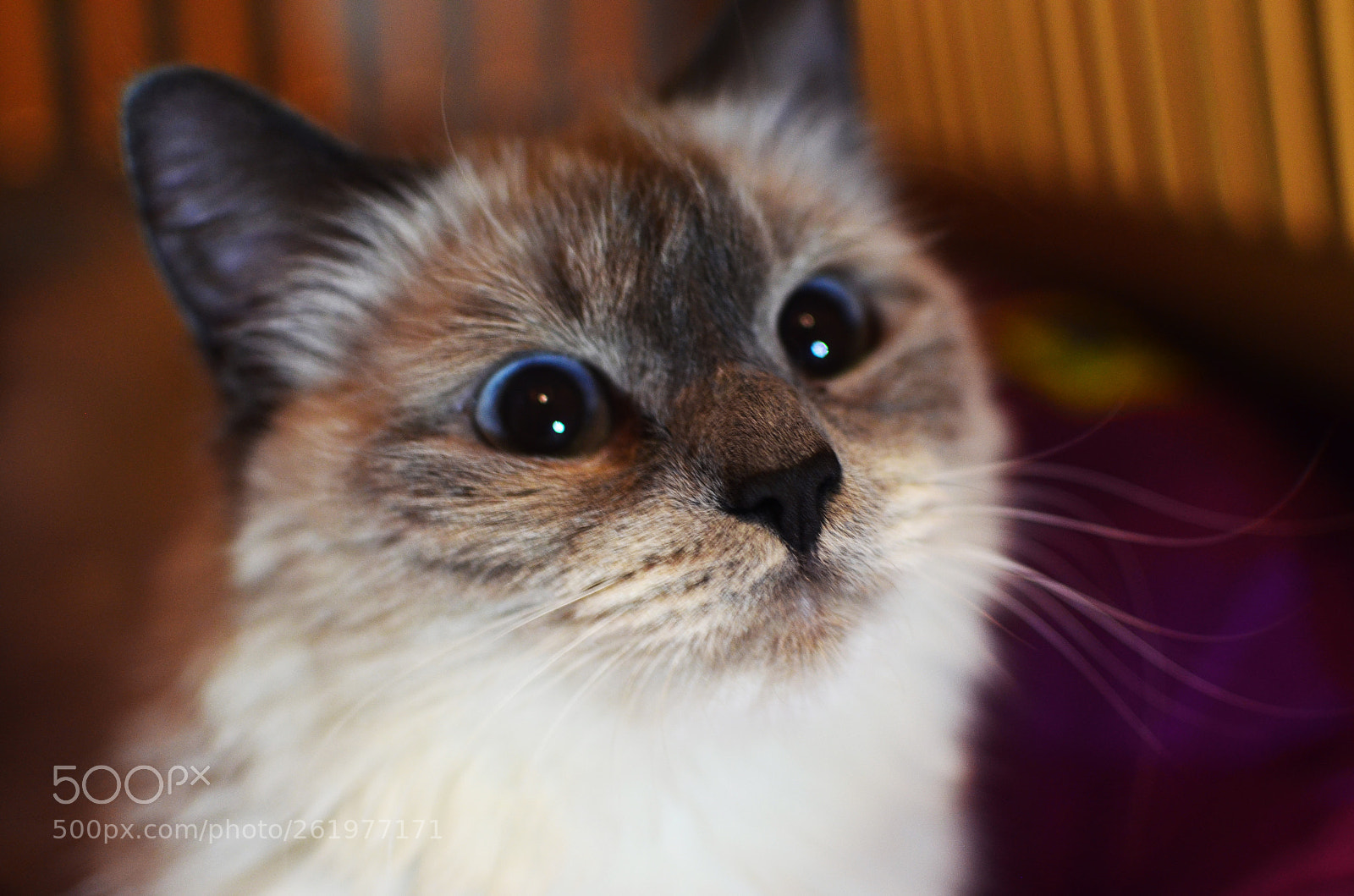 Nikon D5100 sample photo. 12 photography