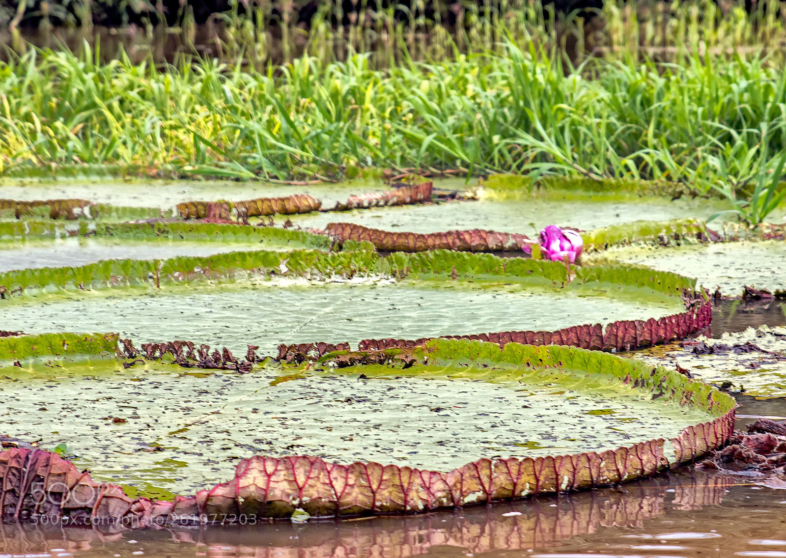 Canon EOS 80D sample photo. Manaus brazil () photography
