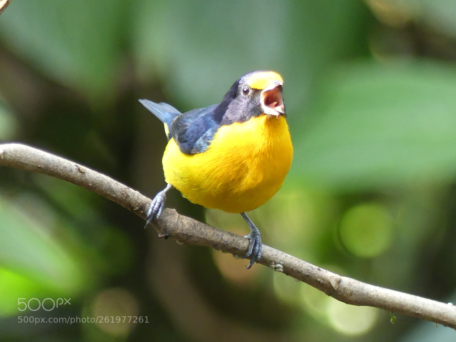 Panasonic Lumix DMC-FZ300 sample photo. Violaceous euphonia organiste t photography