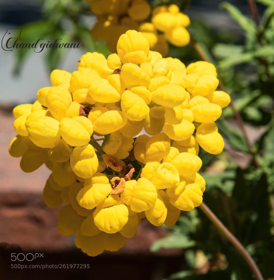 Nikon D850 sample photo. Perennial herb - costmary photography