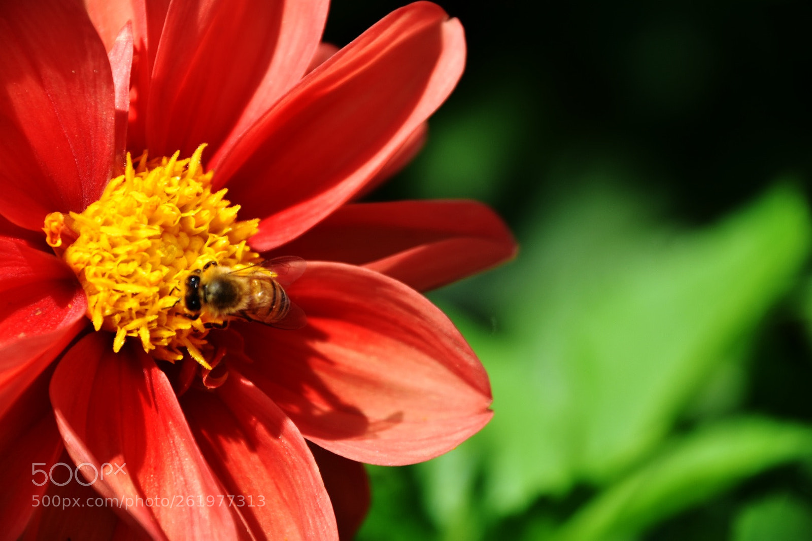 Nikon D7200 sample photo. Zinnia elegans photography