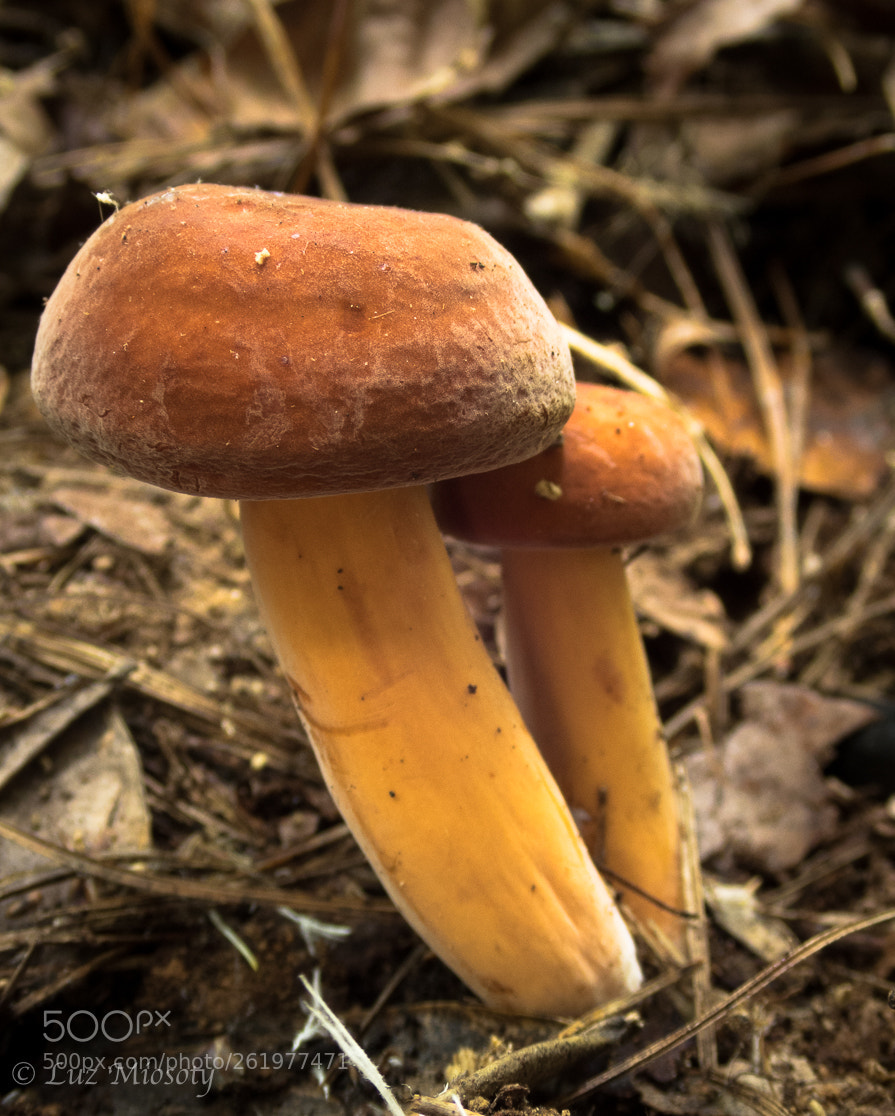 Olympus TG-5 sample photo. Mushroom at lake james photography