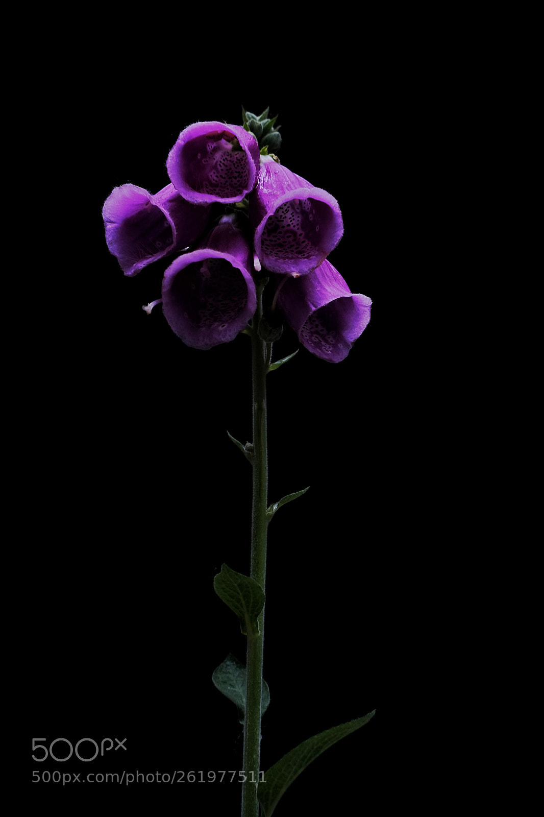Fujifilm X-Pro2 sample photo. Fingerhut #blümchenfotografie photography