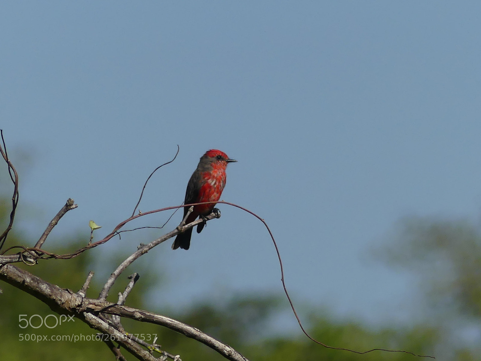 Panasonic Lumix DMC-FZ300 sample photo. Vermilion flycatcher moucherolle de photography