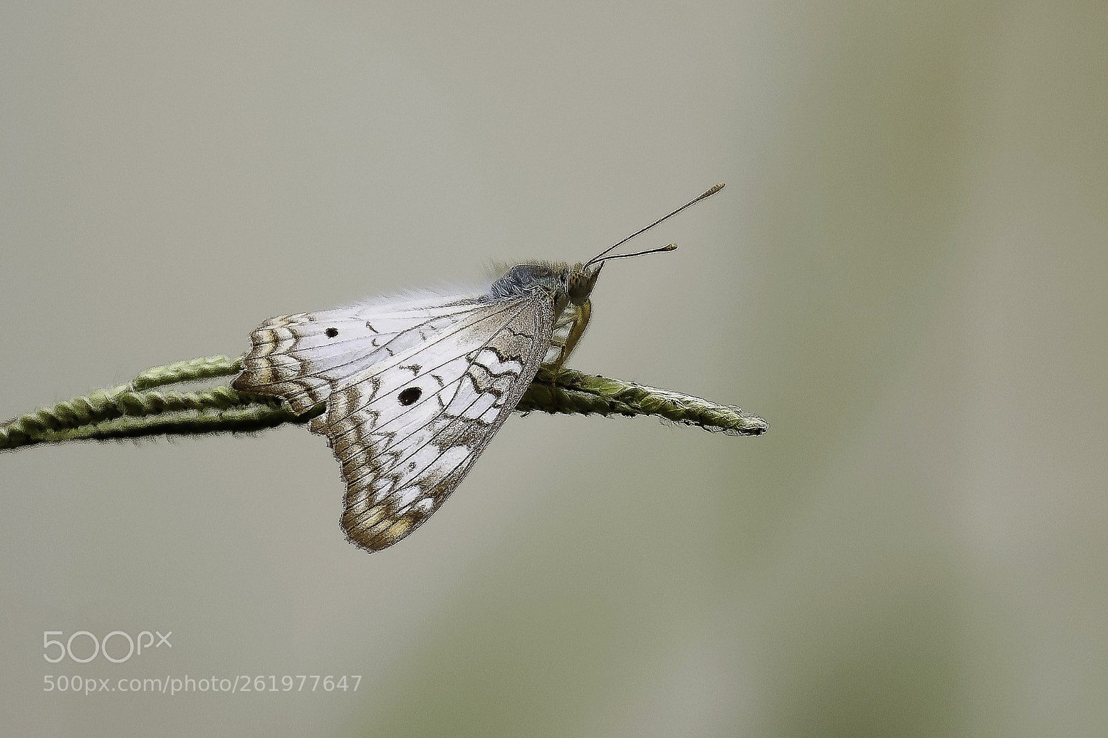 Fujifilm X-T2 sample photo. Thoughtful butterfly photography