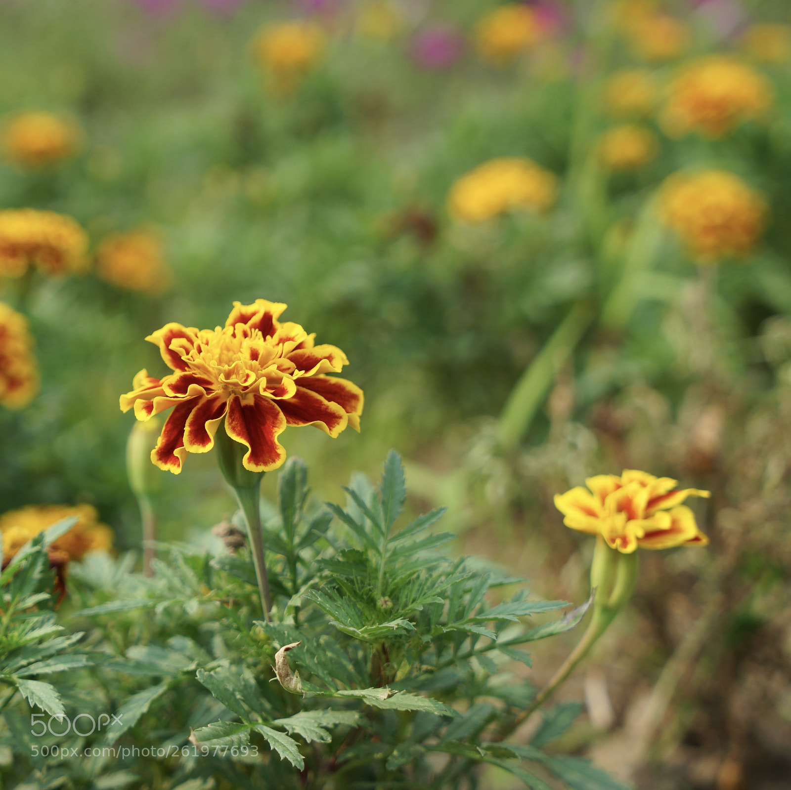 Sony a7 II sample photo. 花 photography