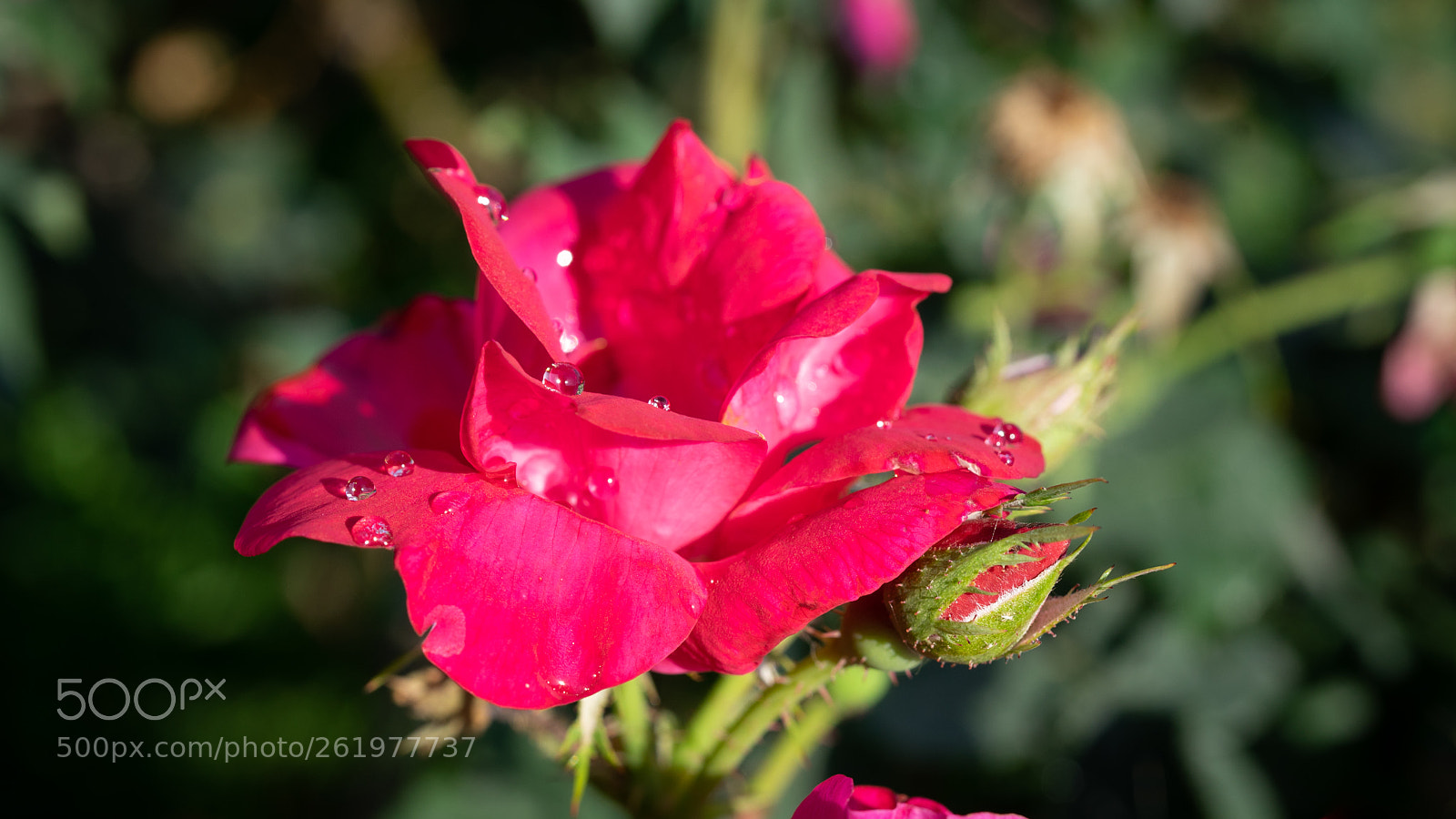 Sony a7 sample photo. Chinese rose #1 photography