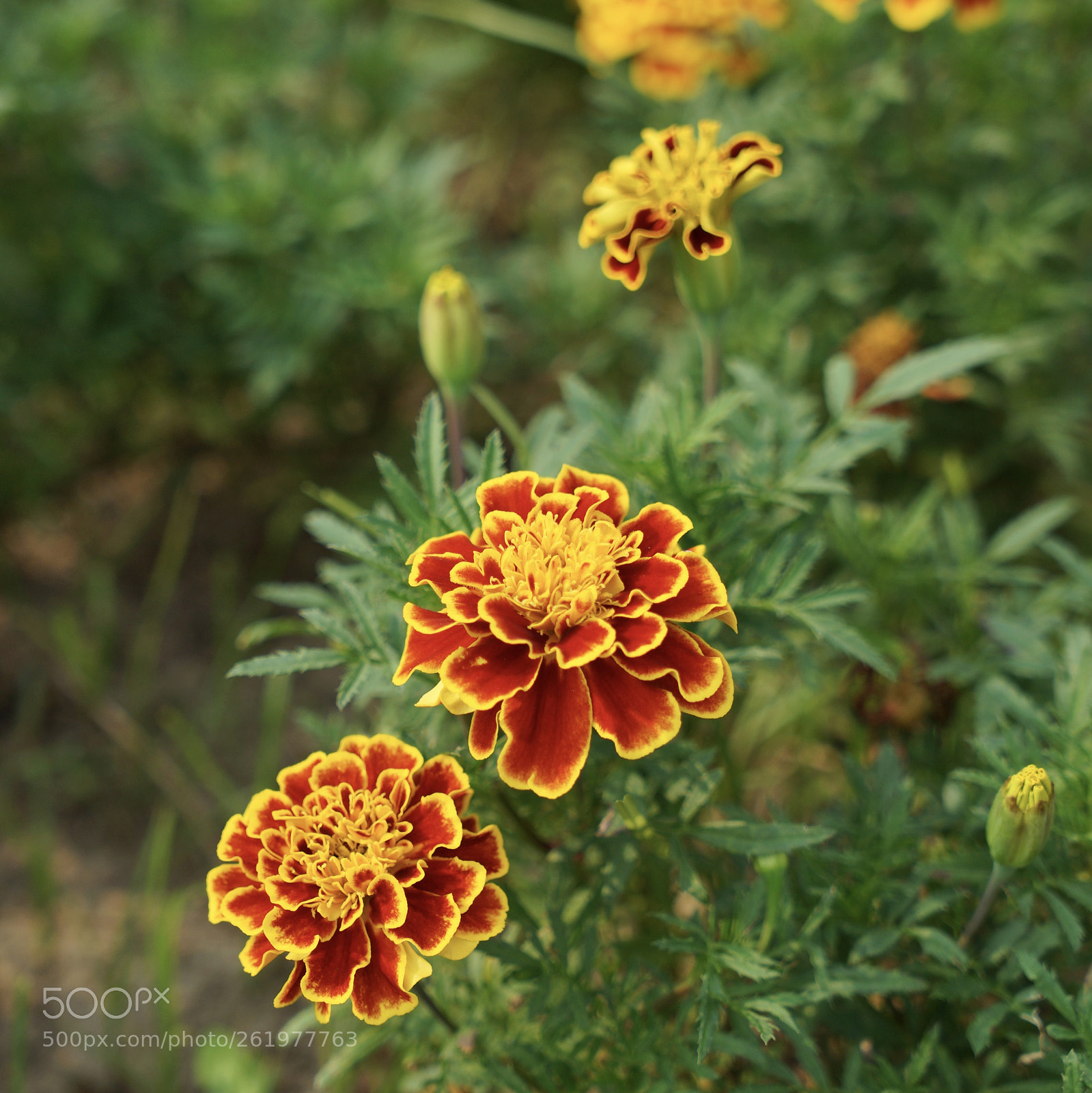 Sony a7 II sample photo. 花2 photography