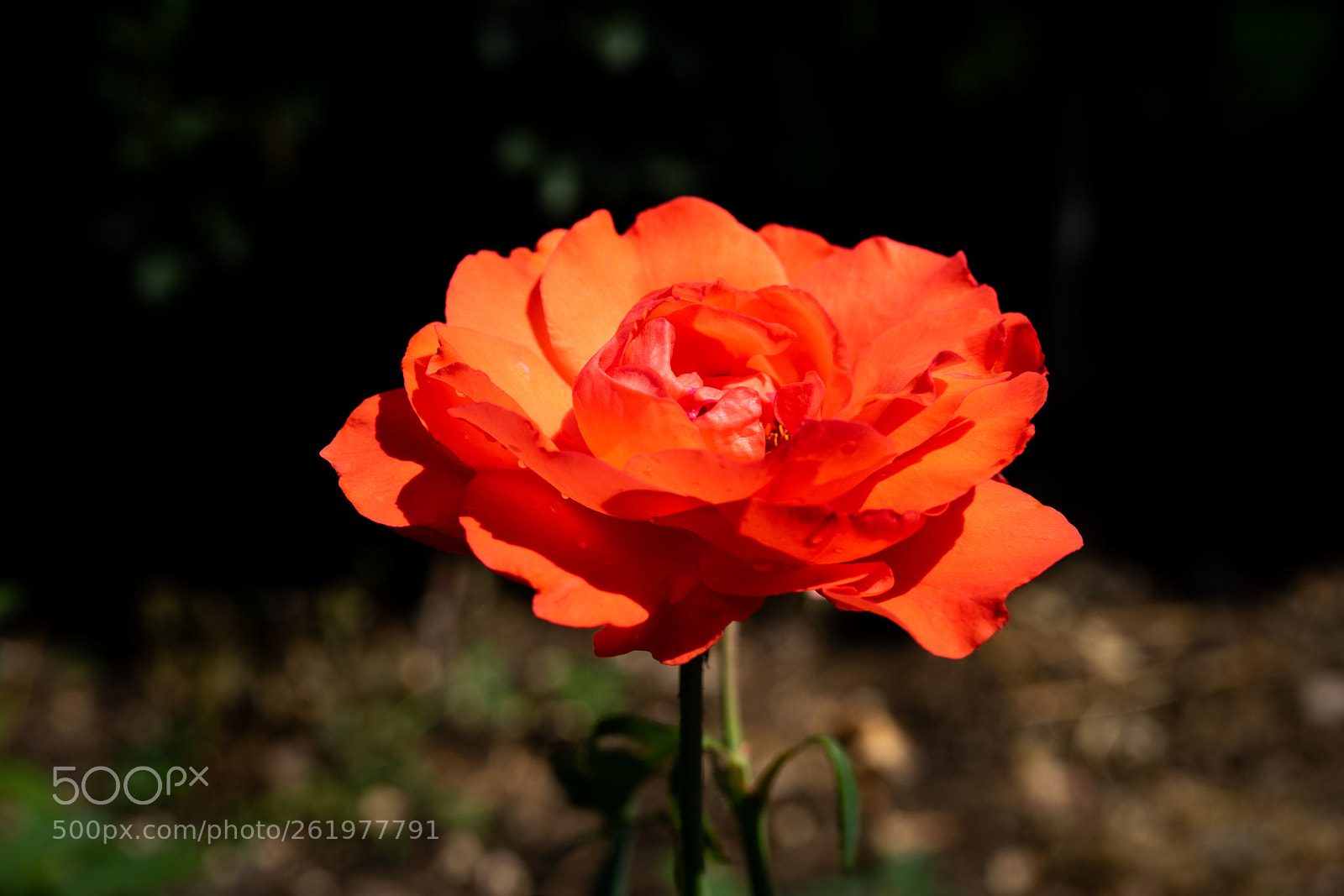 Sony a7 sample photo. Chinese rose #2 photography