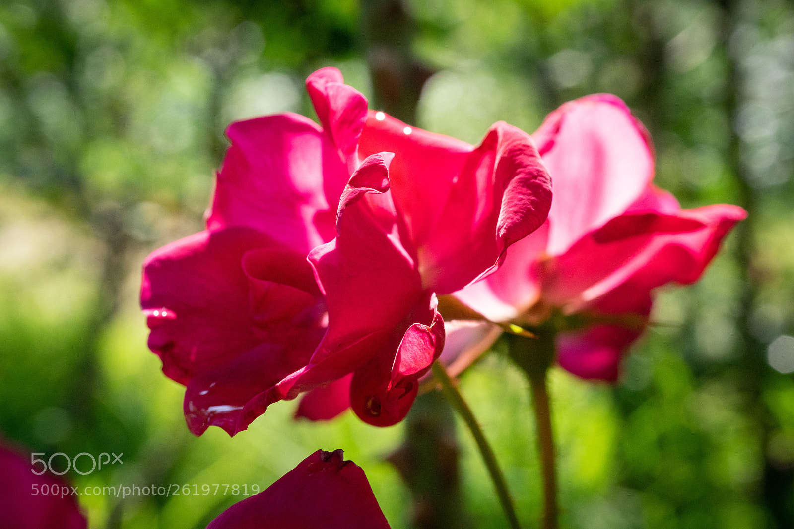 Sony a7 sample photo. Chinese rose #3 photography