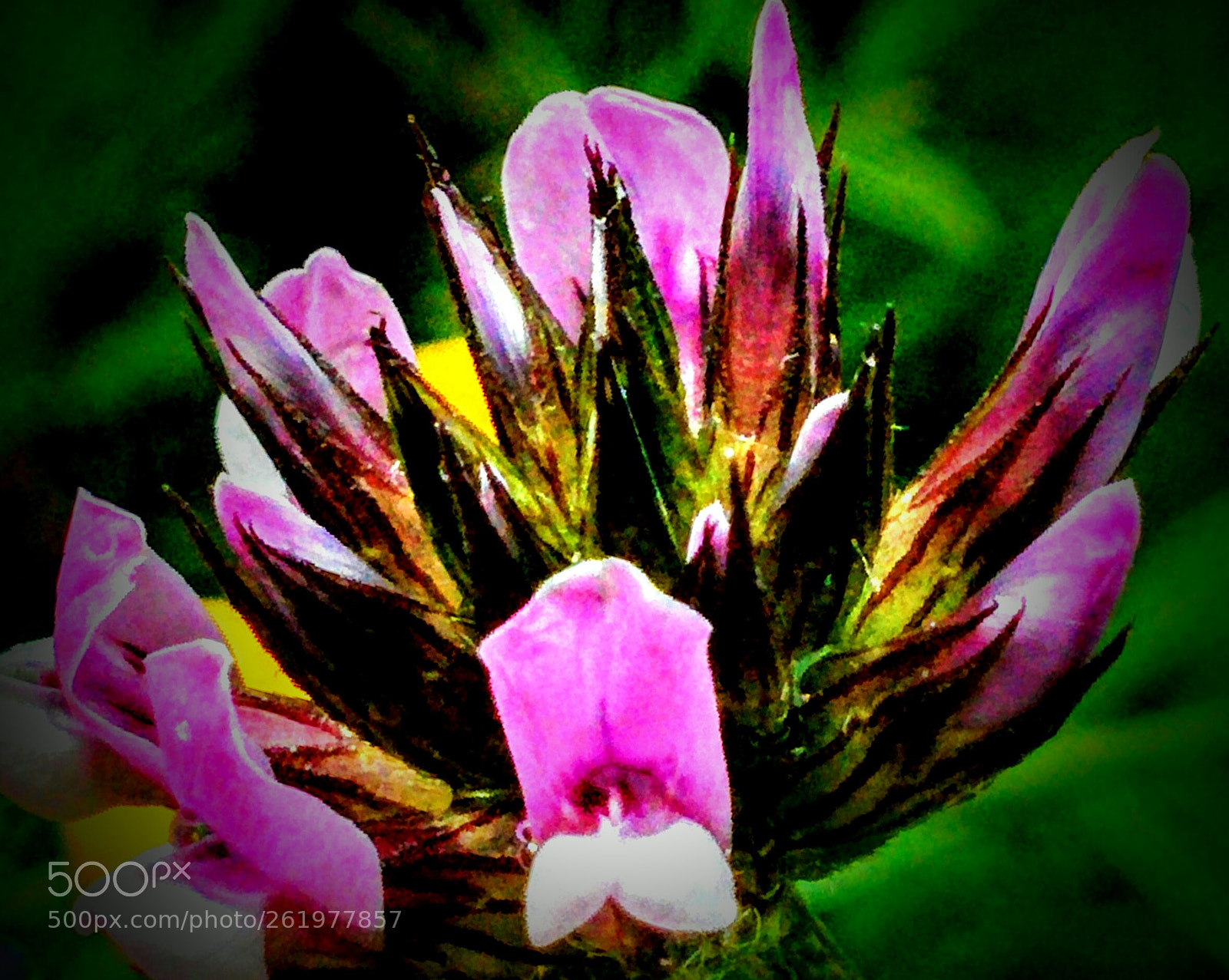 LG Nexus 5 sample photo. Bituminaria bituminosa photography