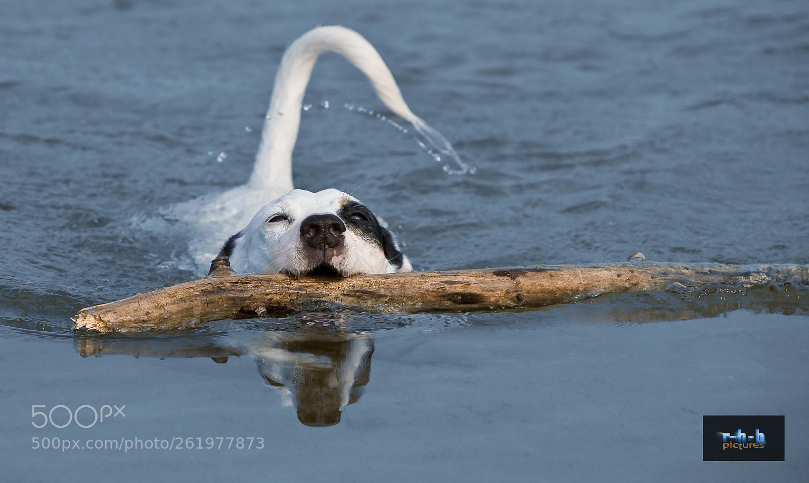 Canon EOS 5D sample photo. Dog's fun photography