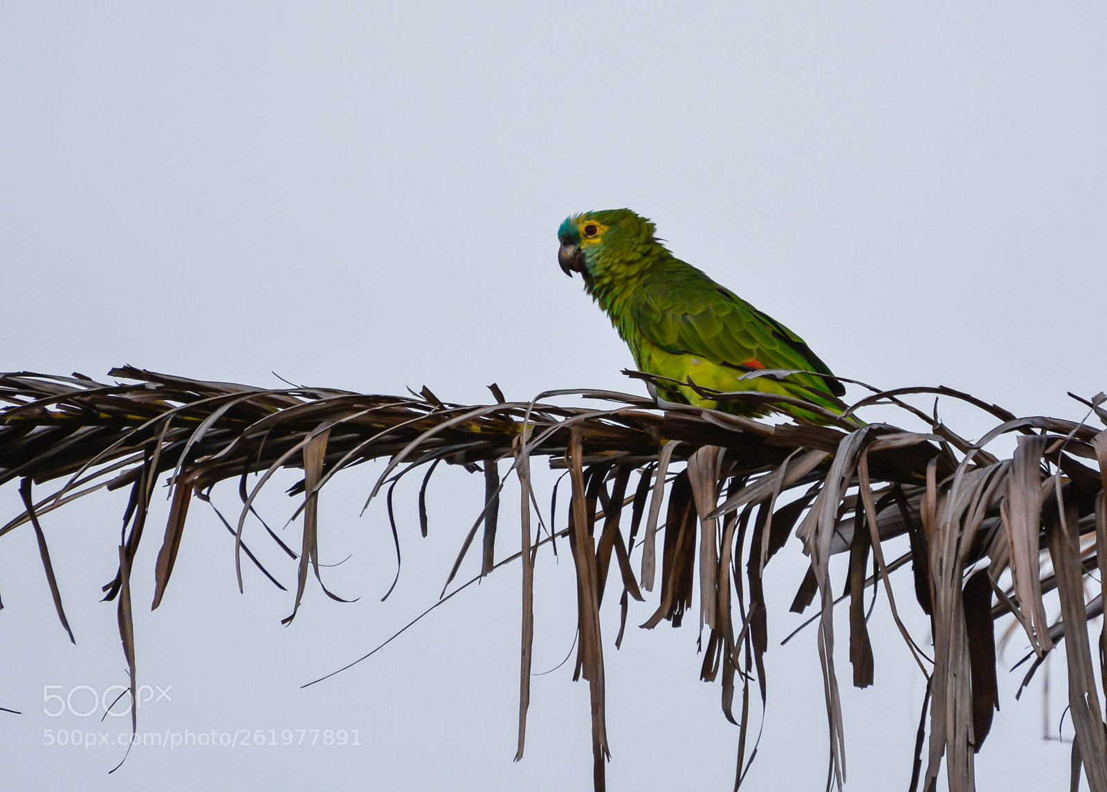 Nikon D7100 sample photo. Turquoise fronted parrot photography