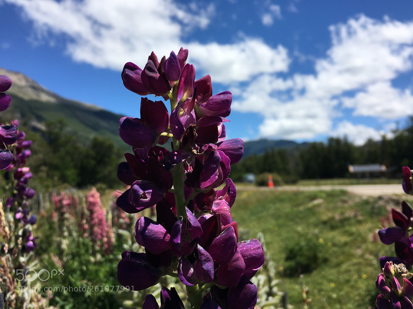 Apple iPhone 6s sample photo. Lupino photography
