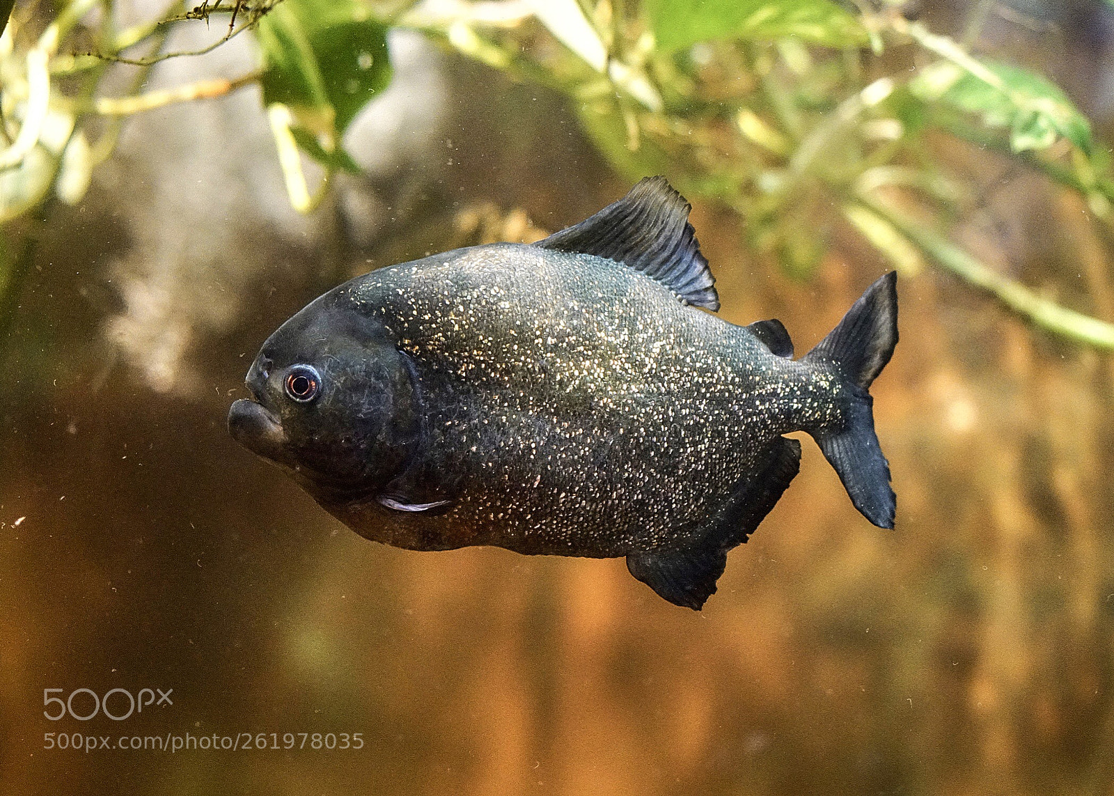 Sony a7R II sample photo. Piranha  photography