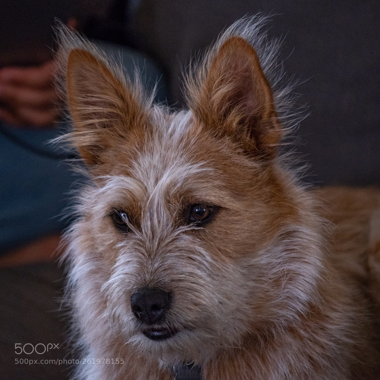 Fujifilm X-H1 sample photo. Sophie photography
