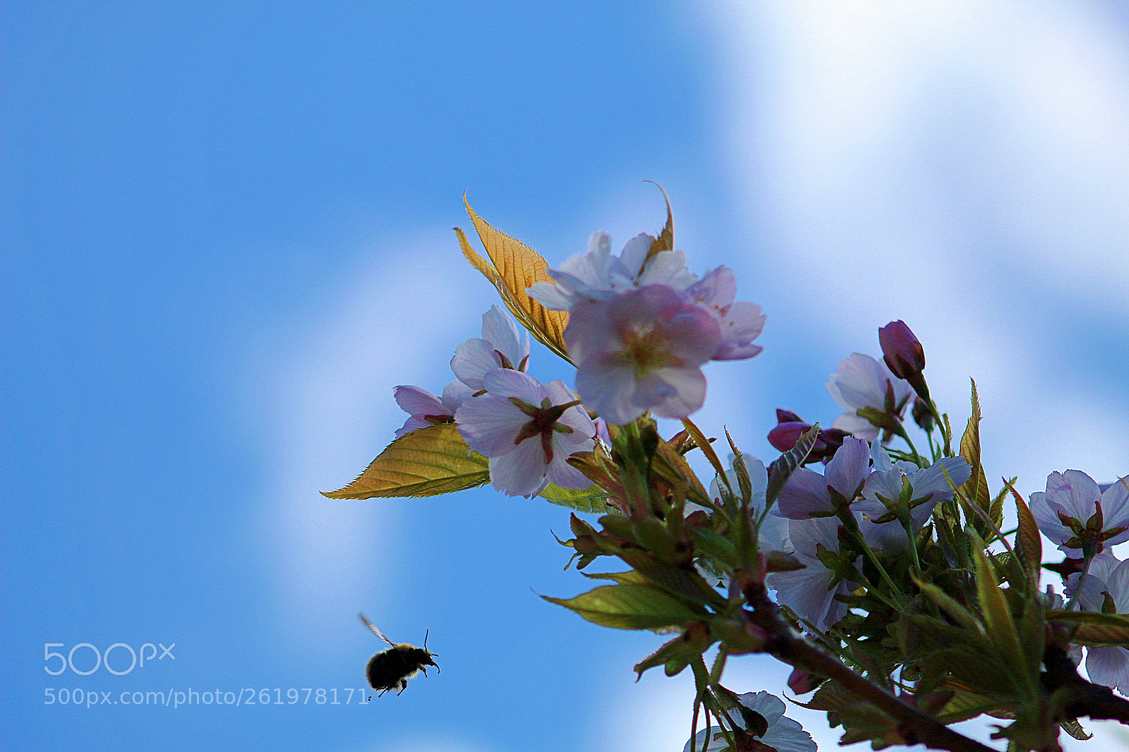 Canon EF 75-300mm f/4-5.6 sample photo. Backlit bee photography