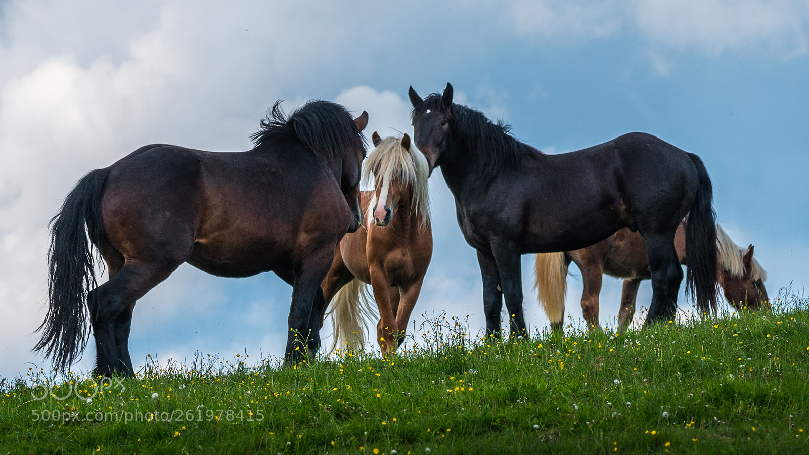 Nikon D750 sample photo. Horses photography