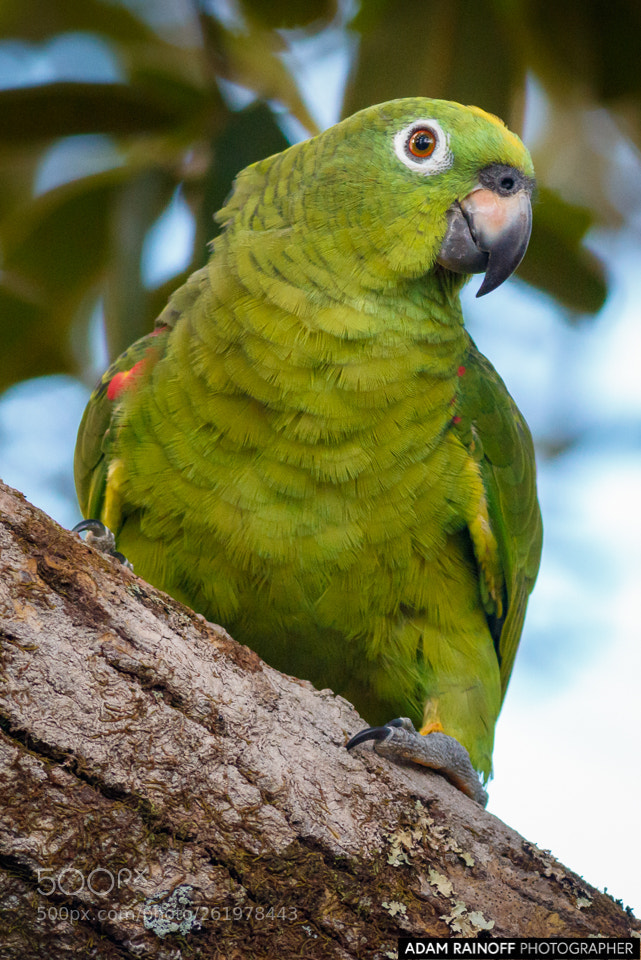 Canon EOS 70D sample photo. Wild yellow crowned parrot photography