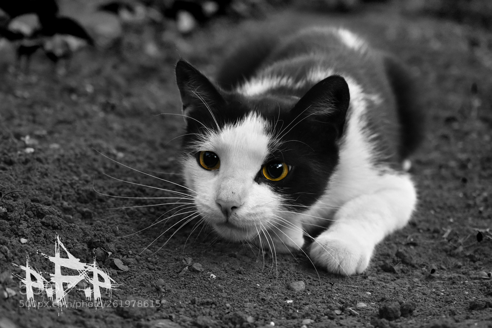 Nikon D3400 sample photo. Dark side of brothers photography