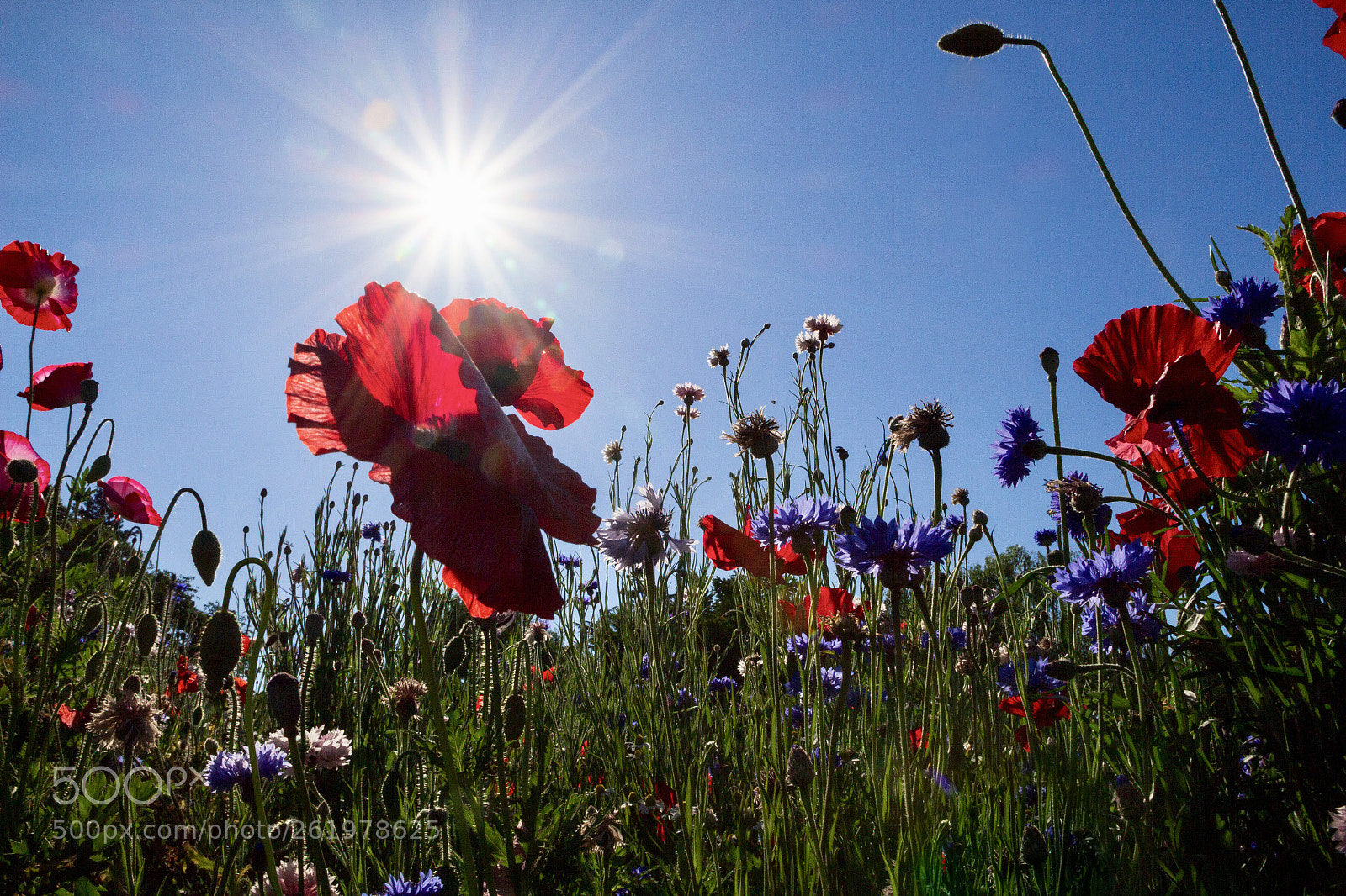 Canon EOS 650D (EOS Rebel T4i / EOS Kiss X6i) sample photo. Poppy with sun photography