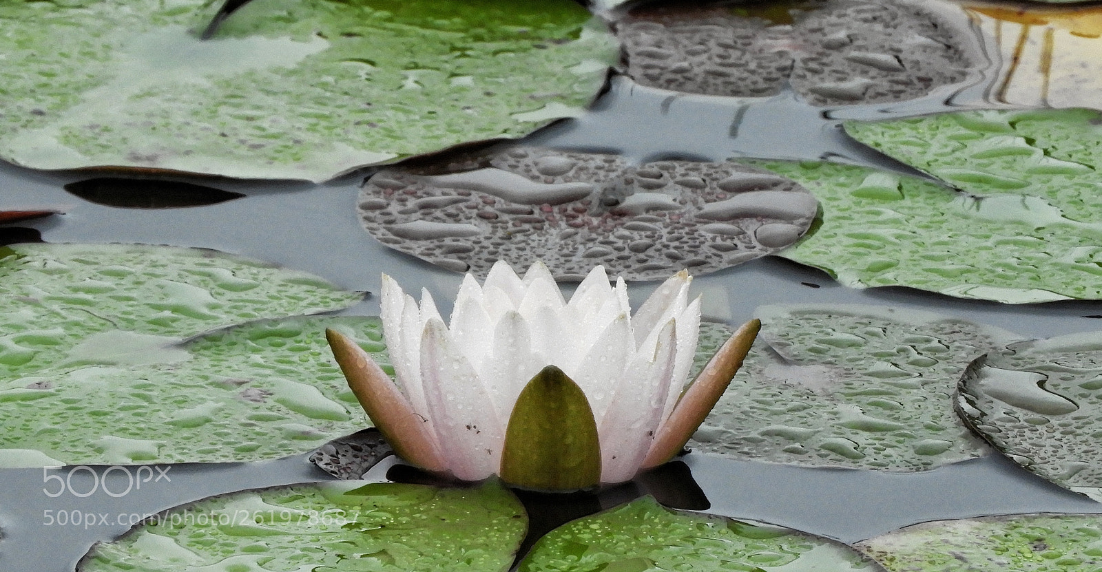 Nikon Coolpix B700 sample photo. The sight of rain photography