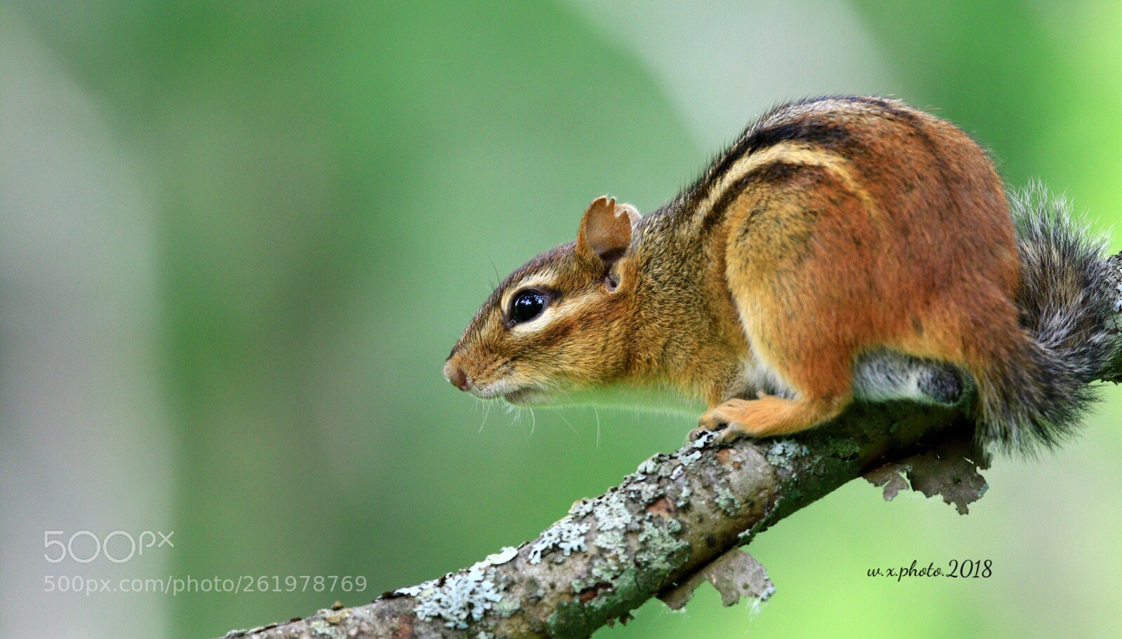 Canon EOS 7D Mark II sample photo. Chipmunk photography