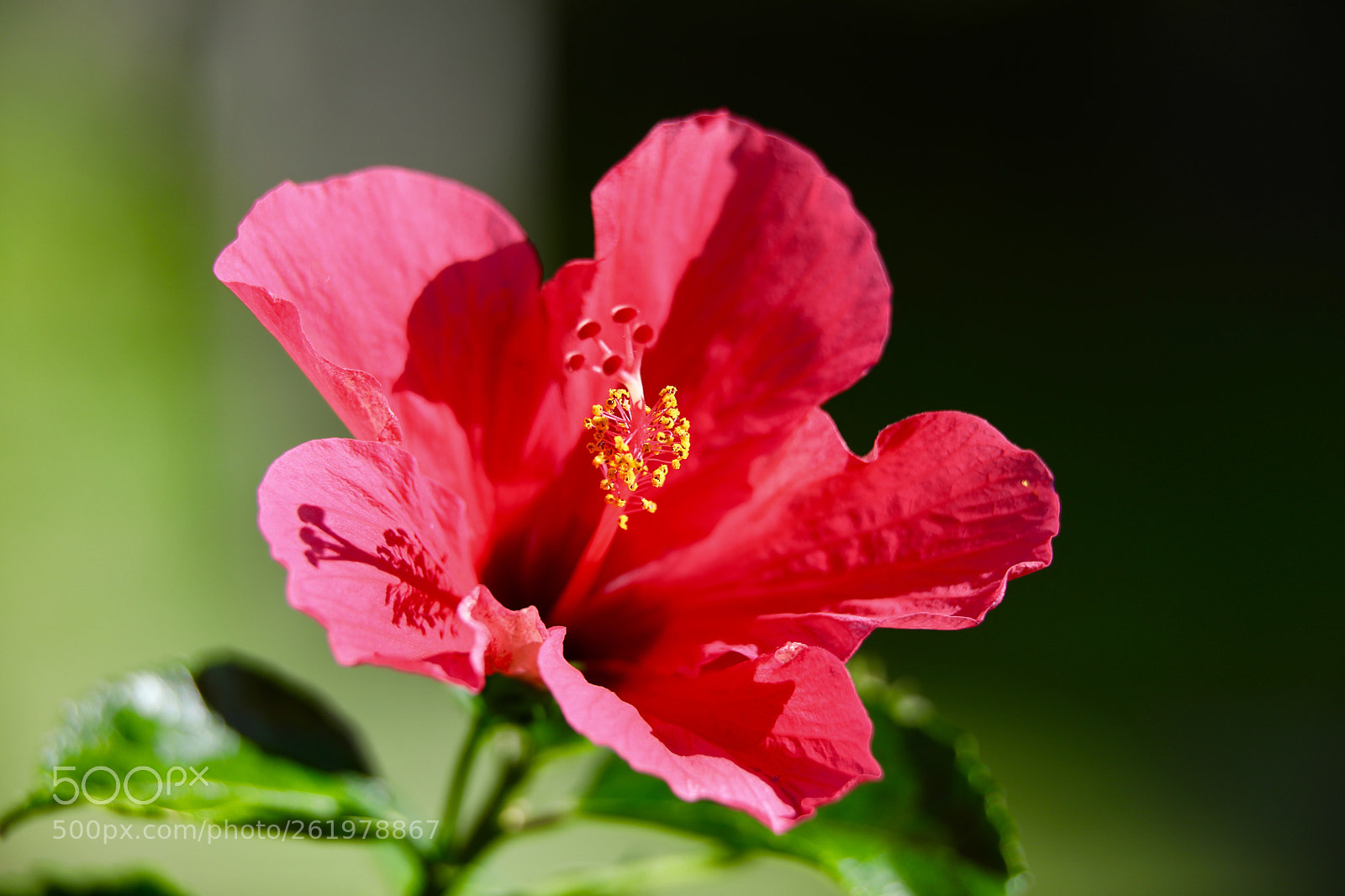 Canon EOS 5D Mark IV sample photo. Untitled photography