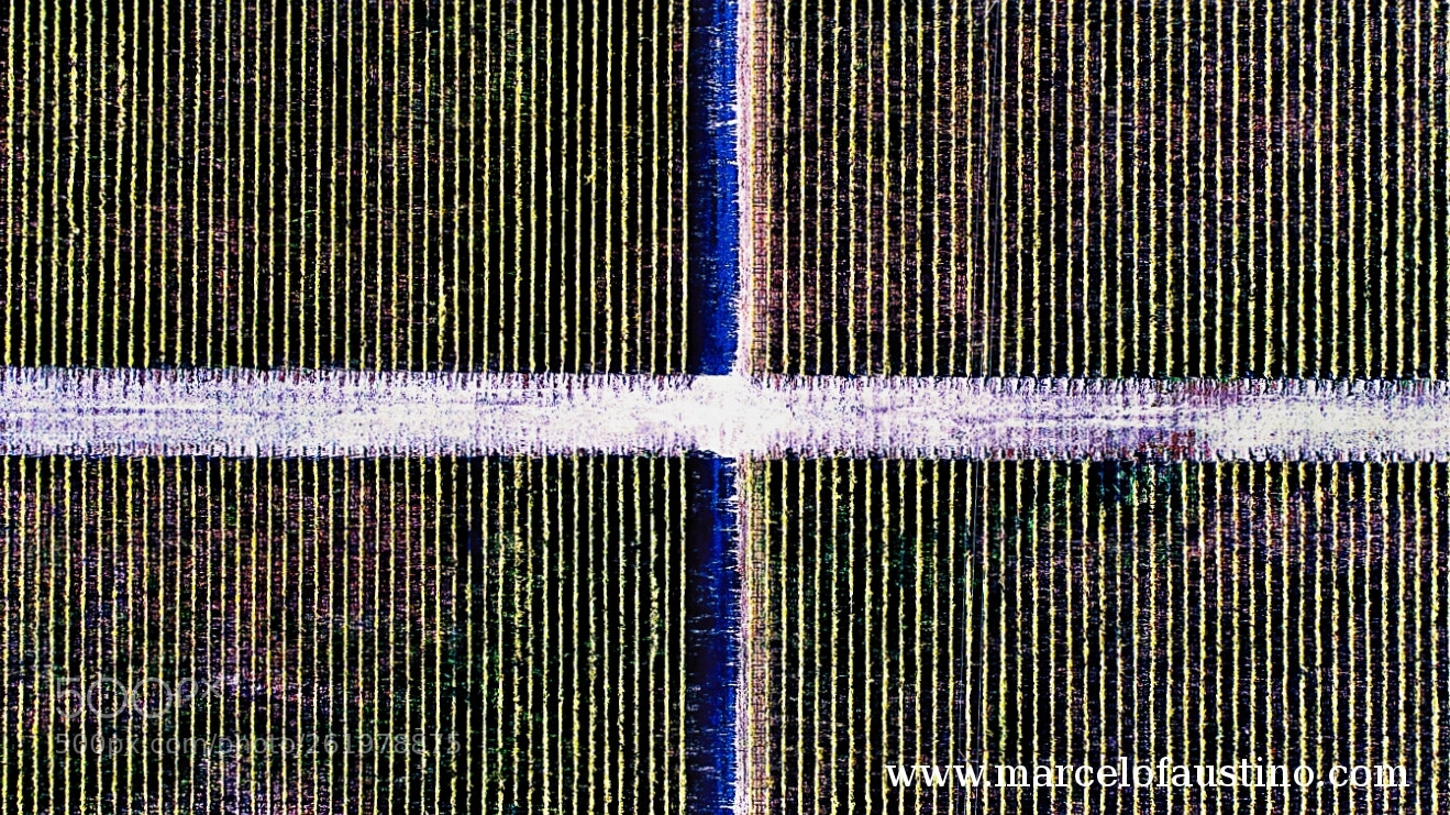 DJI FC6310 sample photo. Selentain vine photography