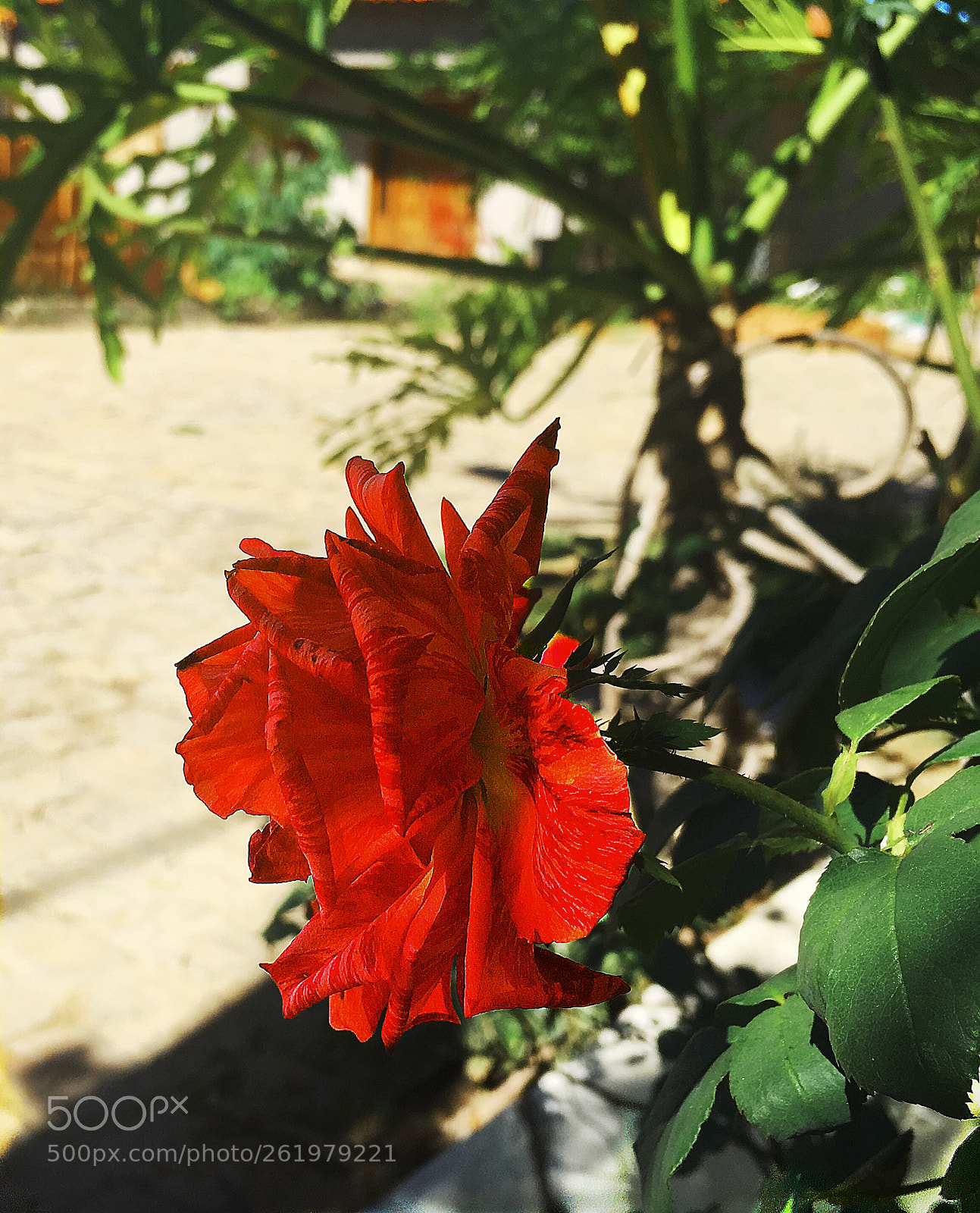 Apple iPhone 6s Plus sample photo. Untitled photography