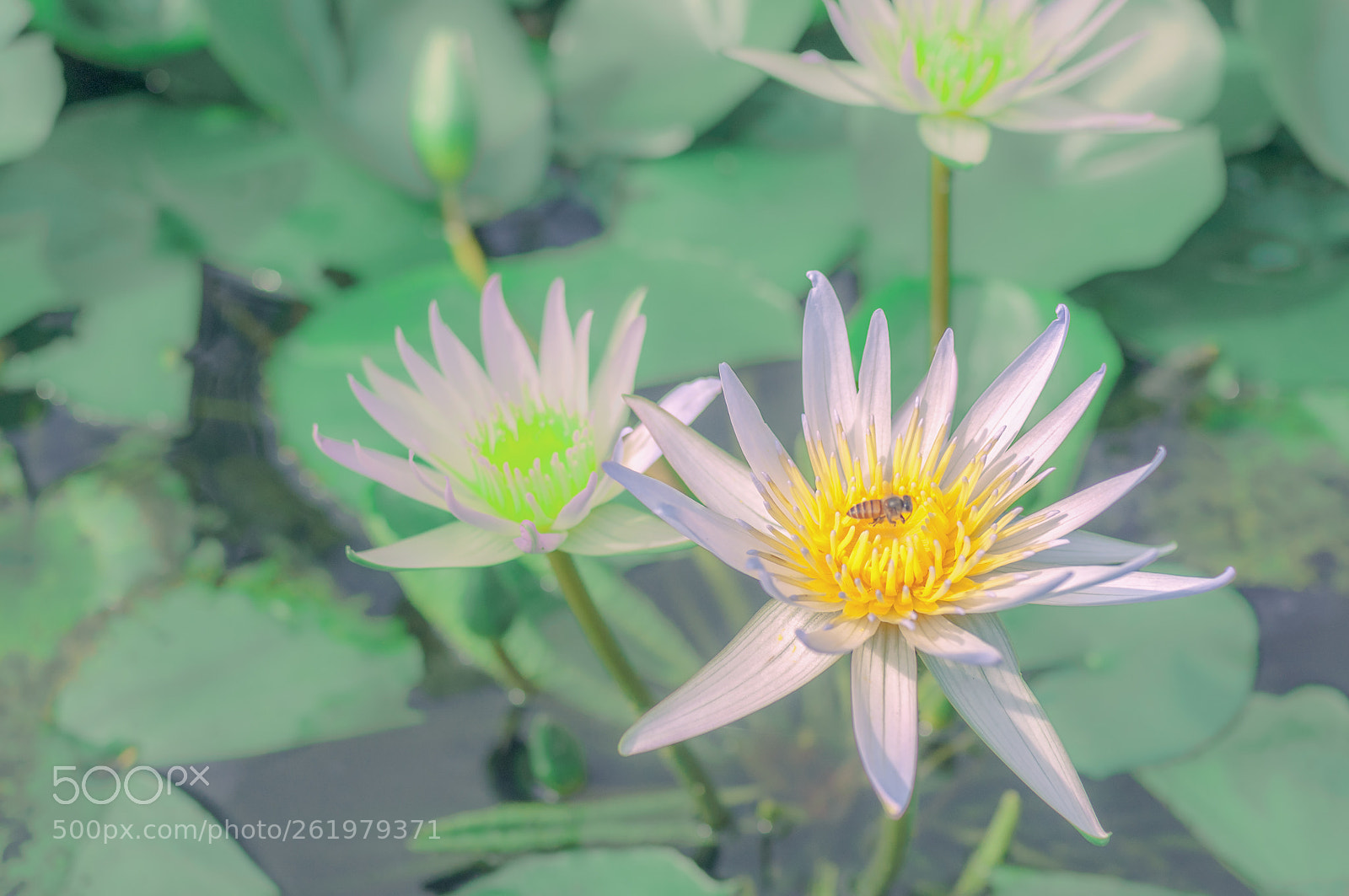 Nikon D90 sample photo. 睡莲 photography