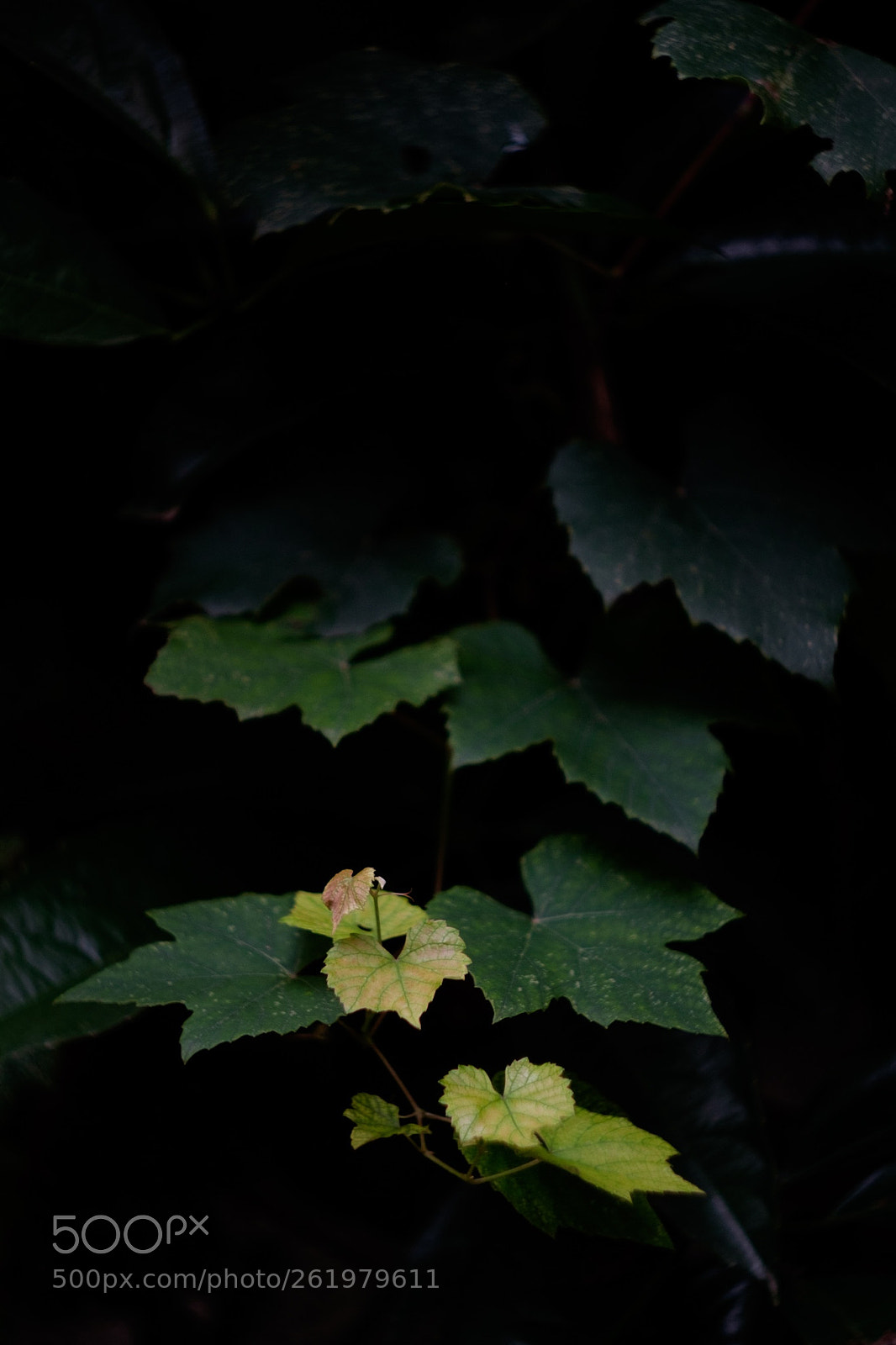 Fujifilm X-T1 sample photo. 阴天的葡萄藤 photography