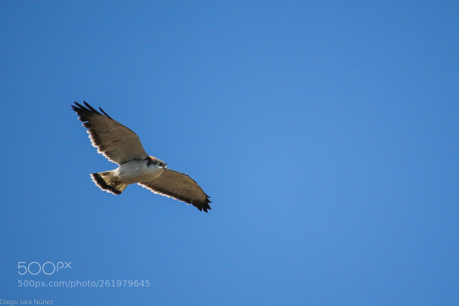 Canon EOS 70D sample photo. Aguilucho/harrier photography