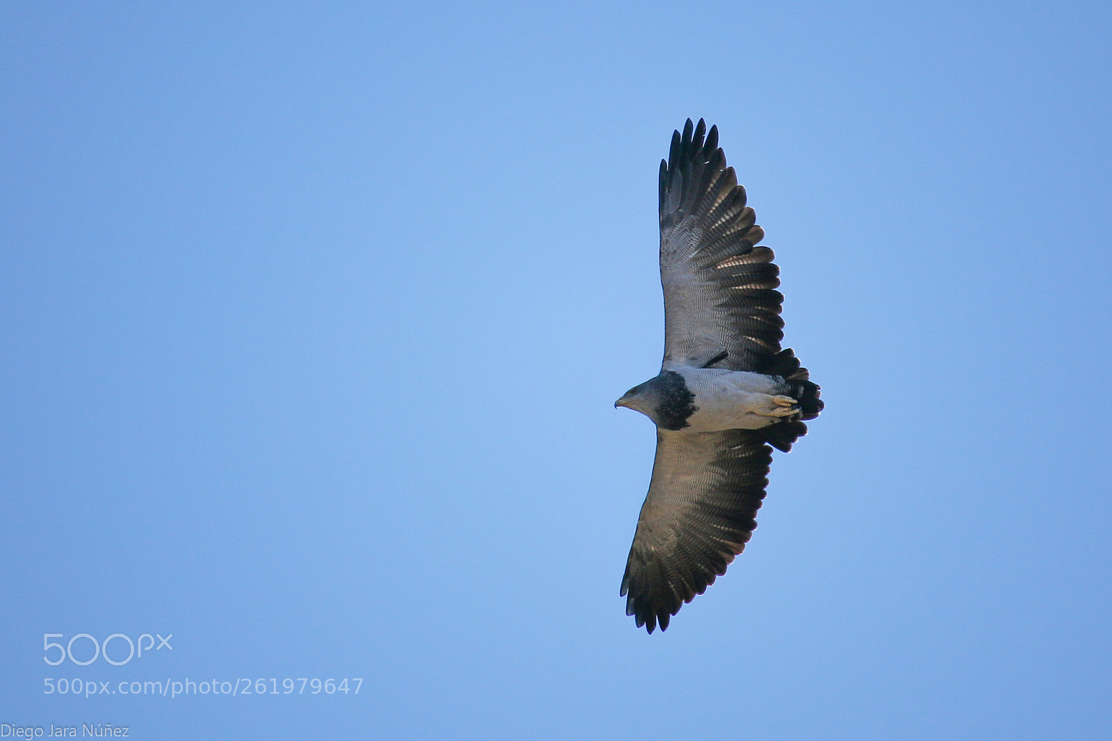 Canon EOS 70D sample photo. Aguila mora/ eagle mora photography