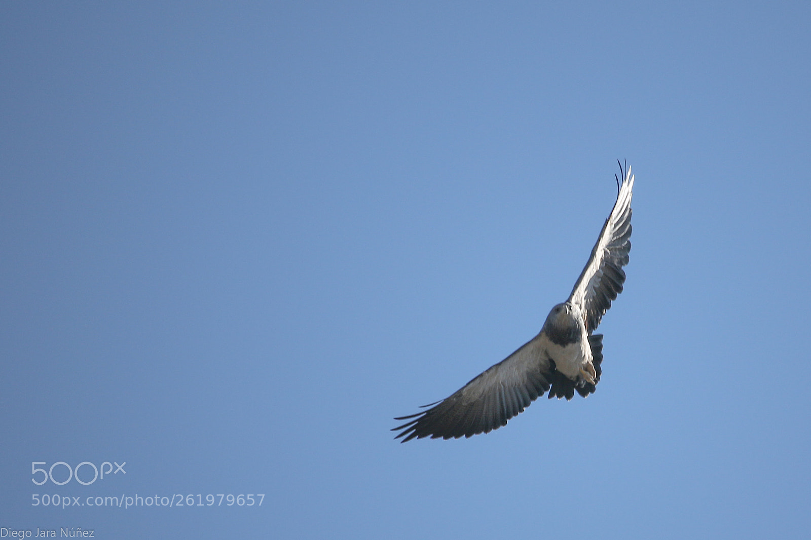 Canon EOS 70D sample photo. Aguila mora/ eagle mora photography
