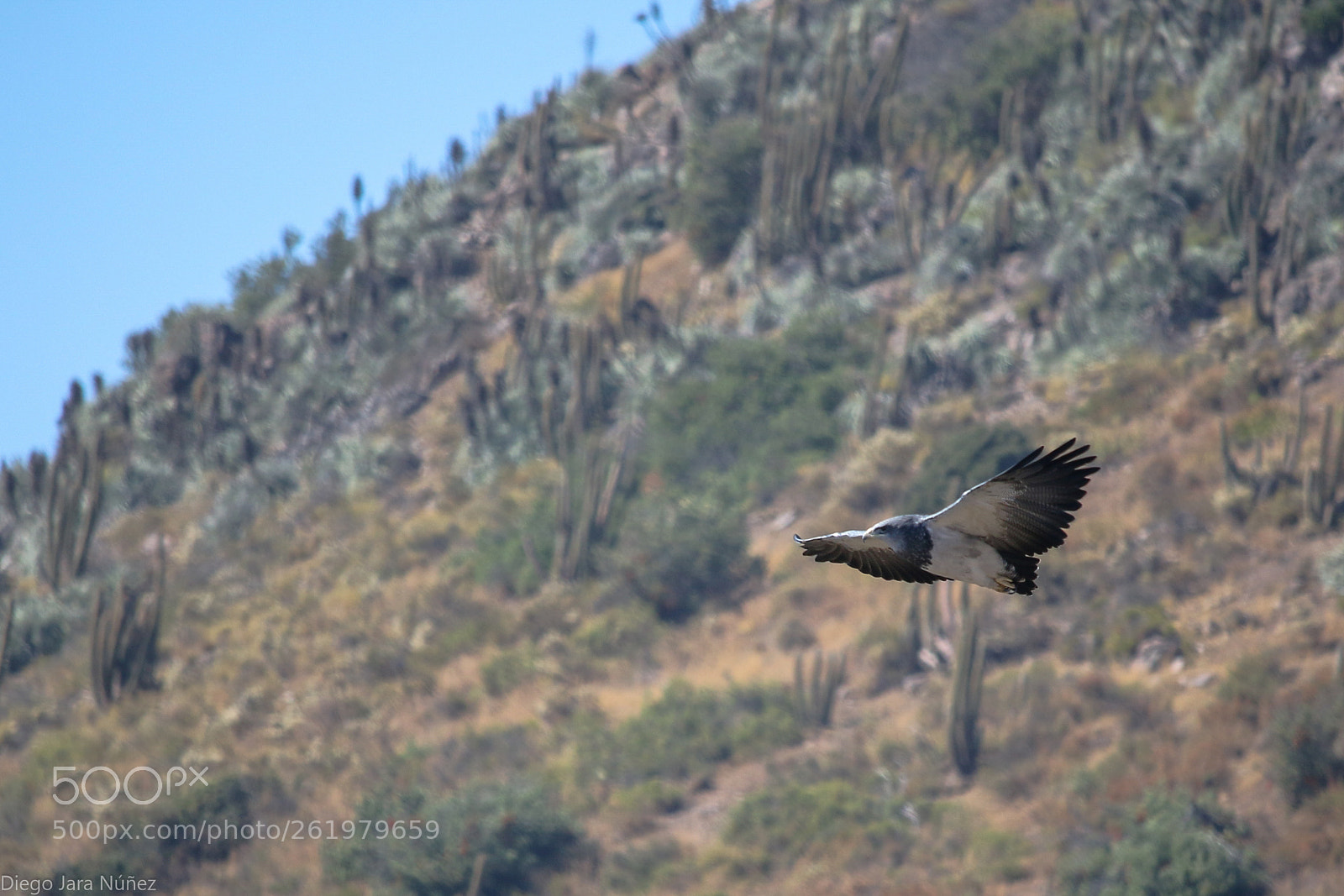 Canon EOS 70D sample photo. Aguila mora/ eagle mora photography