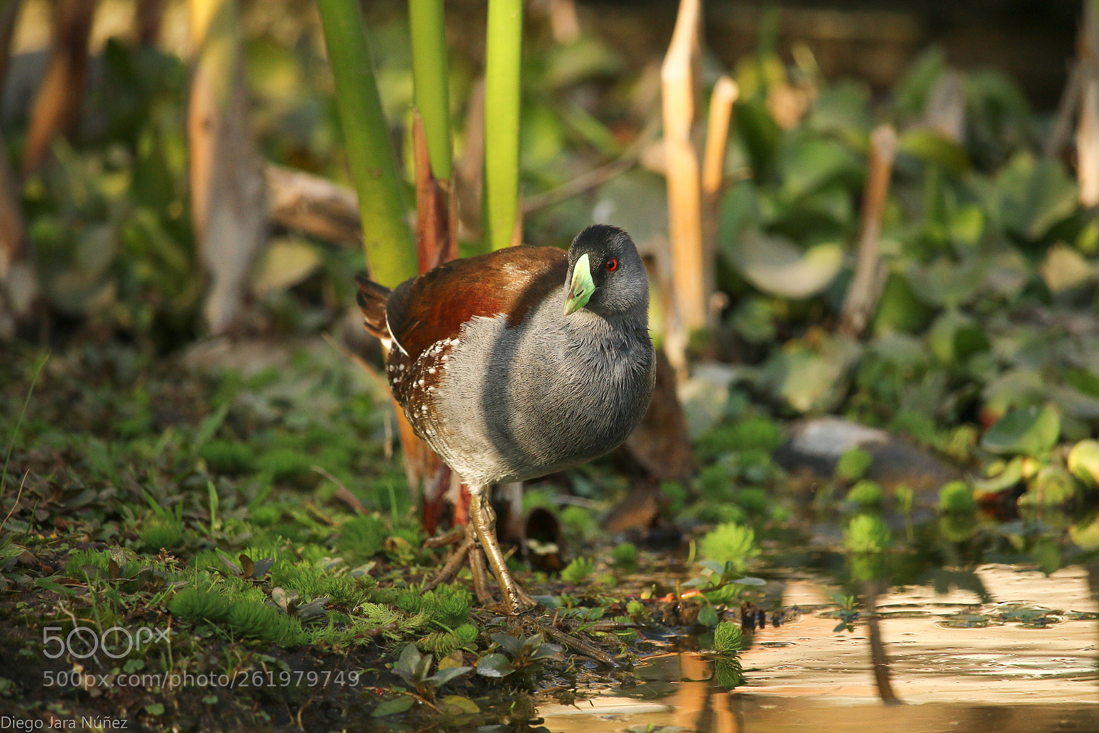 Canon EOS 70D sample photo. Tagua photography