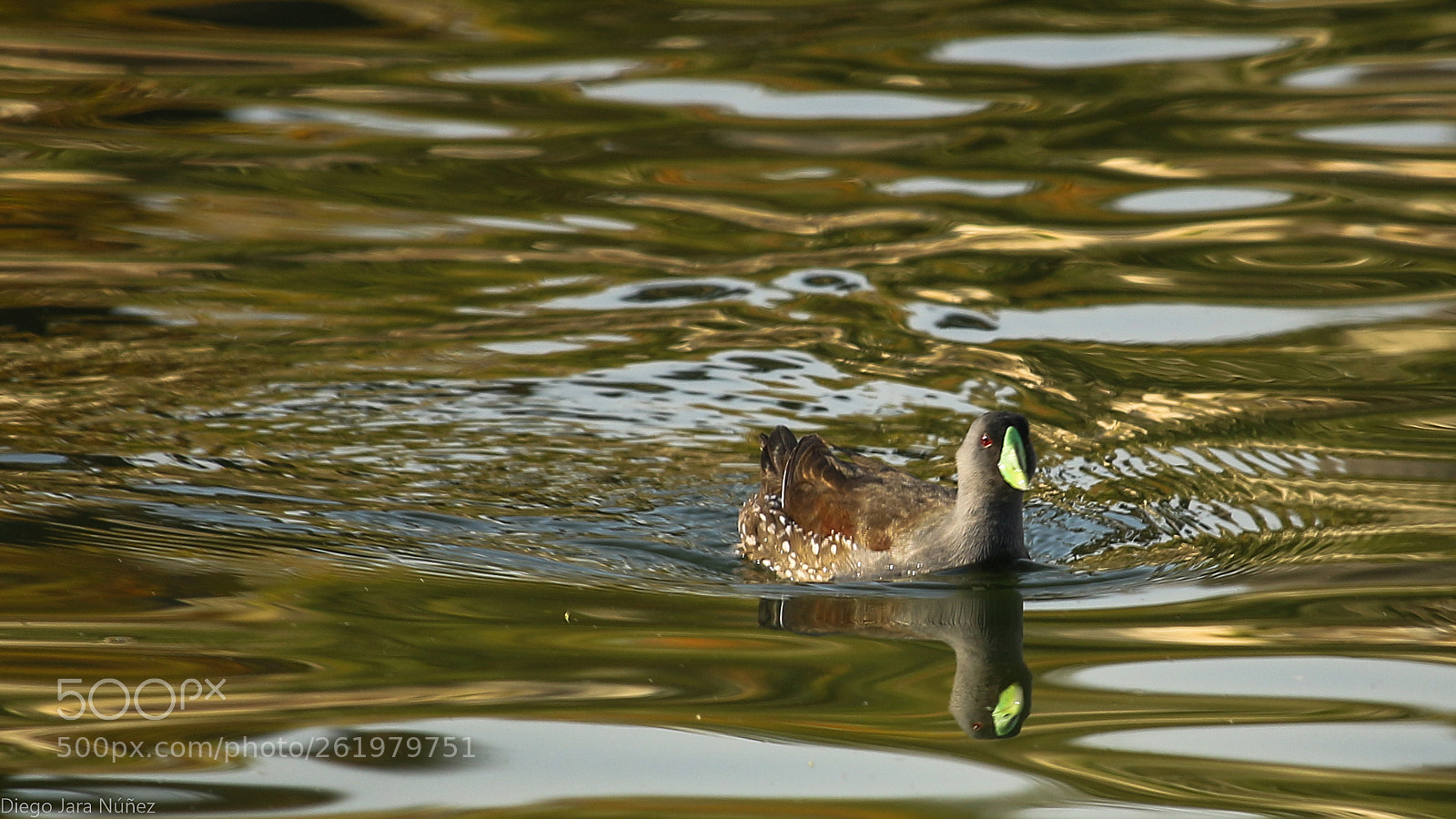 Canon EOS 70D sample photo. Tagua photography