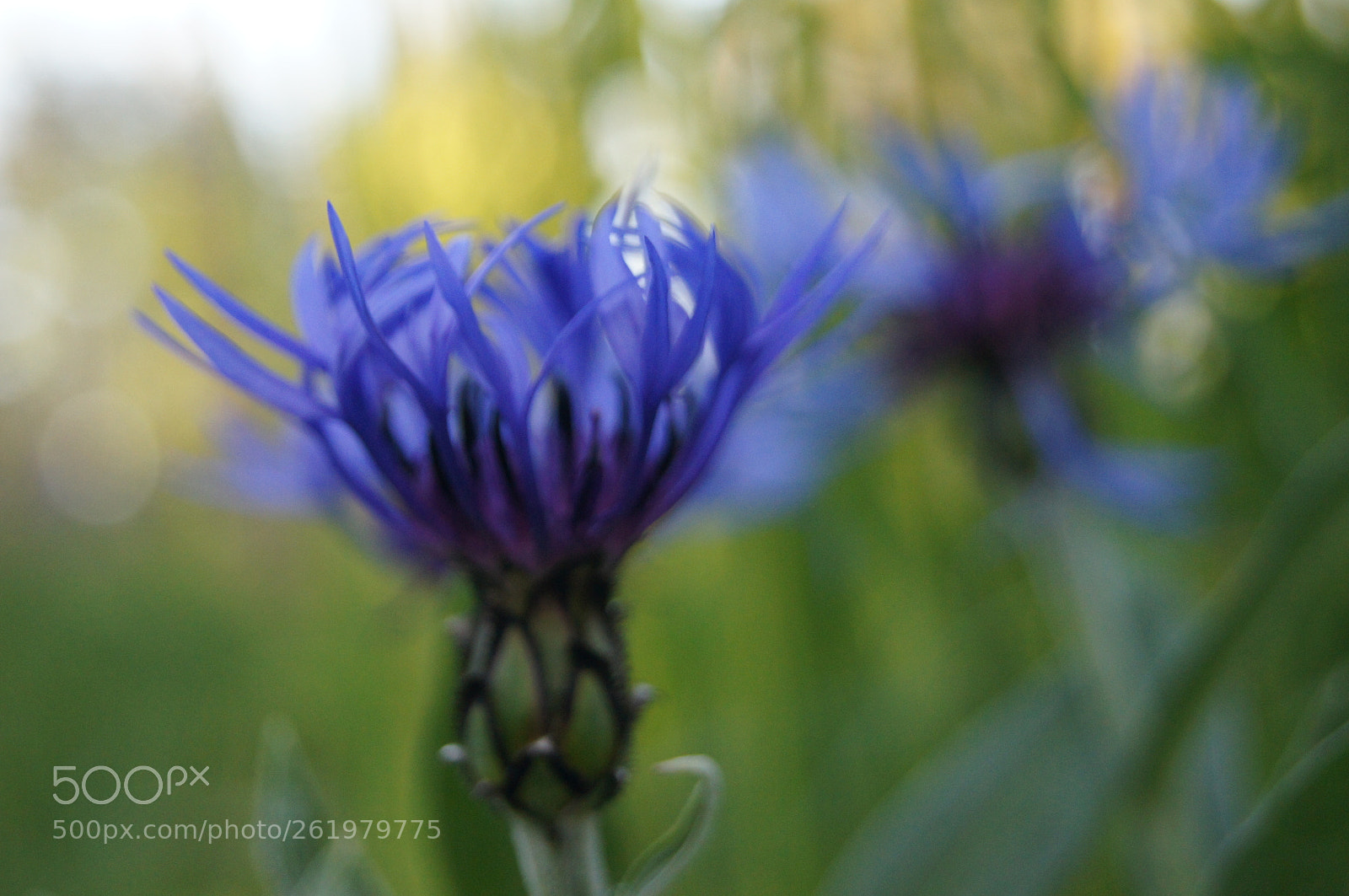 Sony Alpha DSLR-A580 sample photo. Taa.. photography