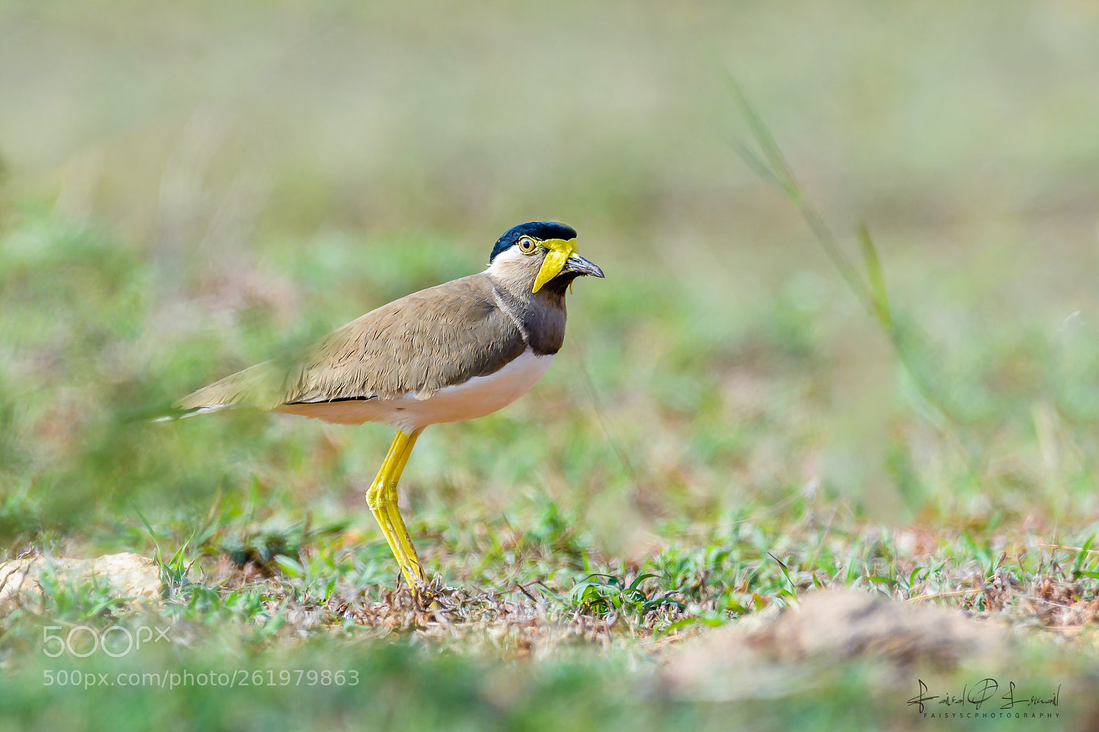 Nikon D7100 sample photo. Yellow-wattled lapwing photography