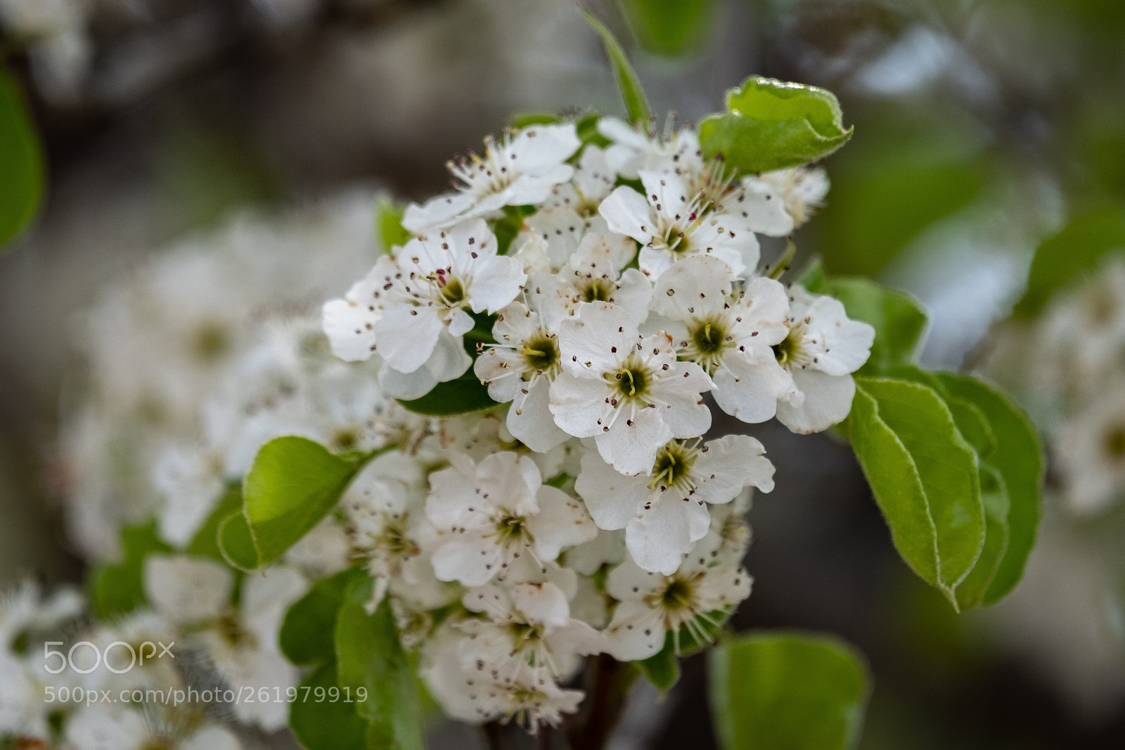 Fujifilm X-H1 sample photo. Bouquet photography