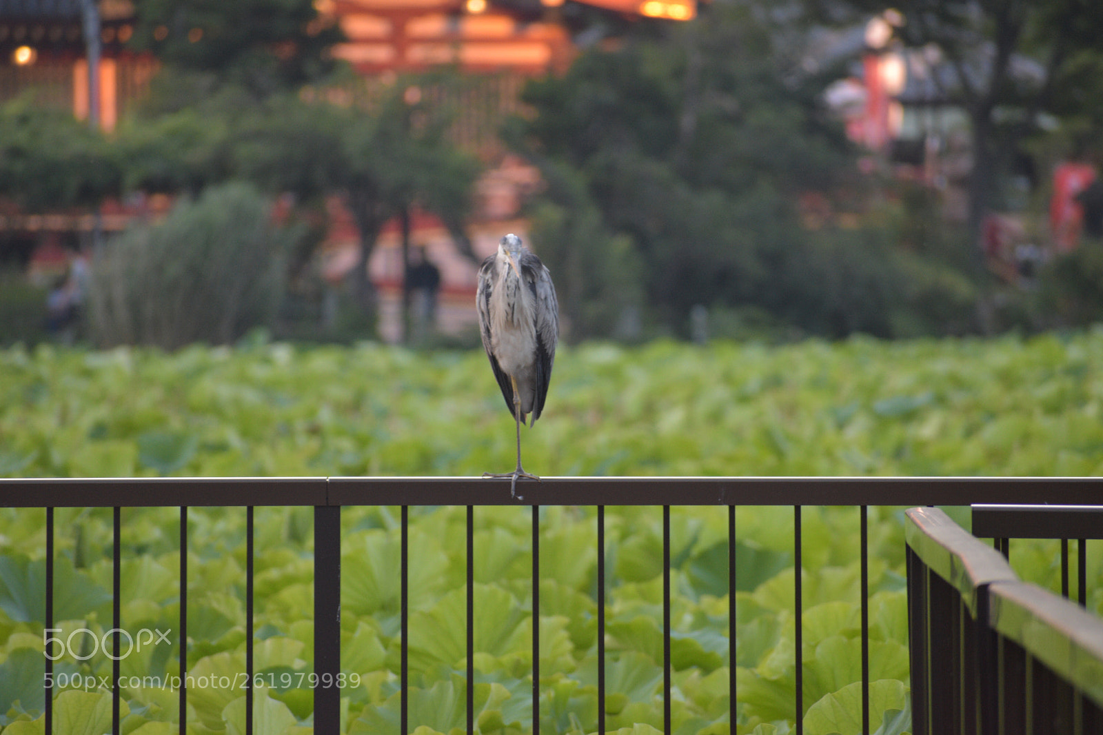 Nikon D5600 sample photo. A bird in a photography