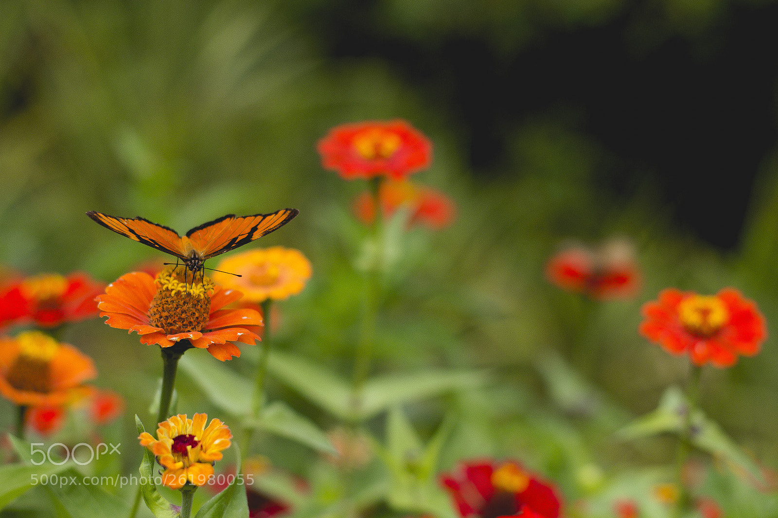 Canon EOS 700D (EOS Rebel T5i / EOS Kiss X7i) sample photo. La magia de dios! photography
