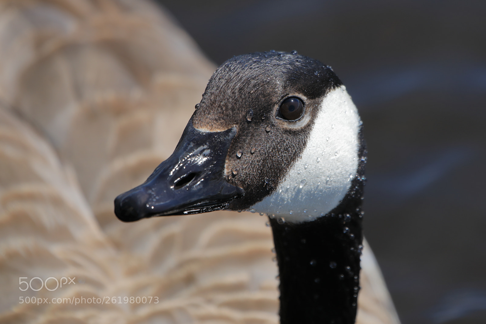Canon EF 100-400mm F4.5-5.6L IS USM sample photo. Canada goose closeup photography
