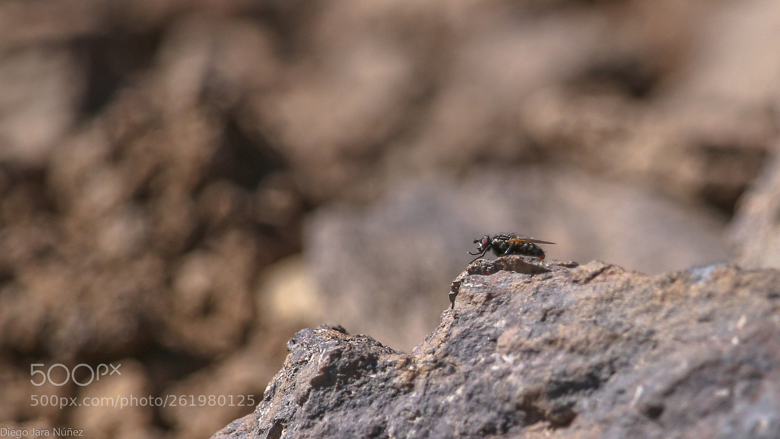 Canon EOS 70D sample photo. Mosca/fly photography