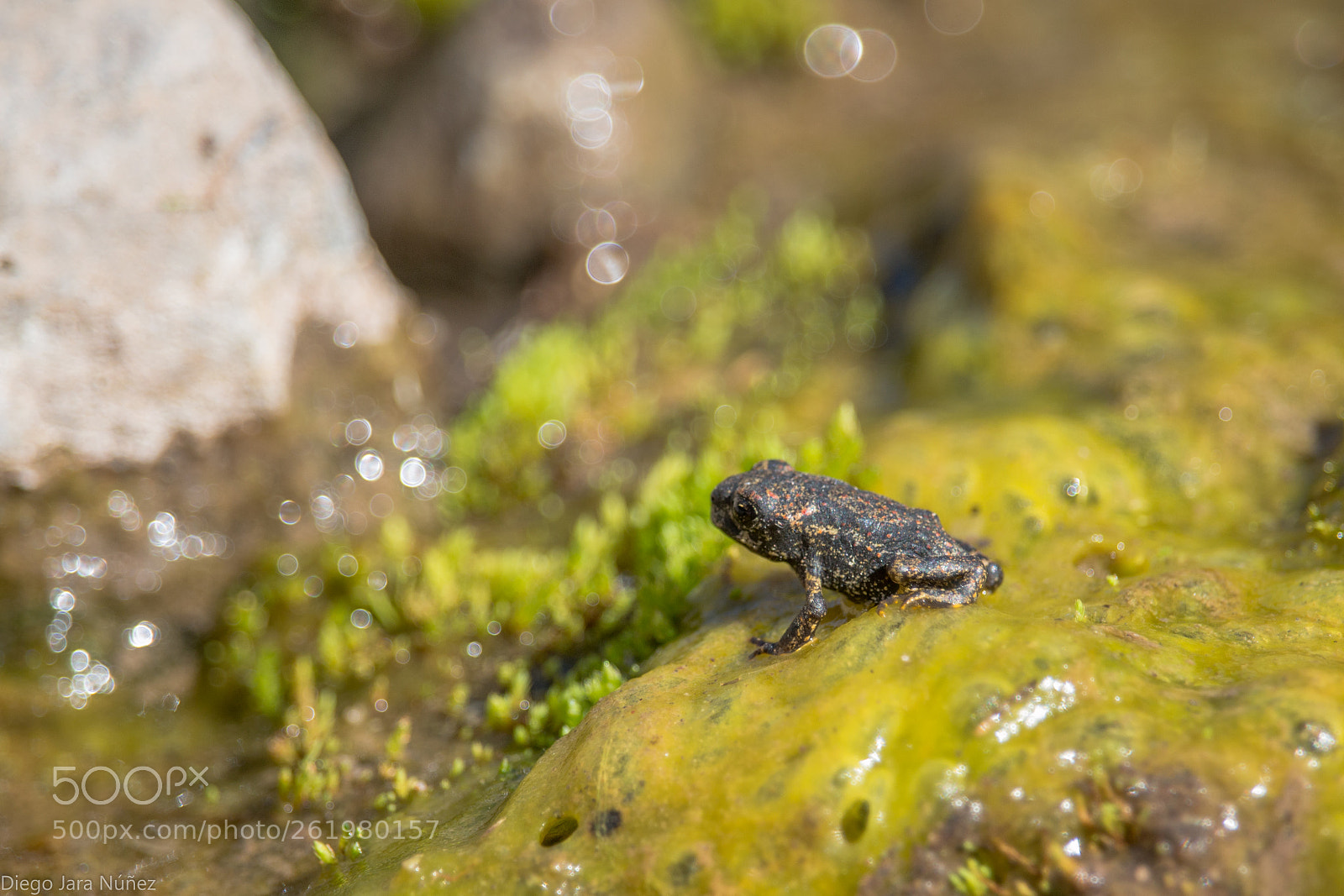 Canon EOS 70D sample photo. Sapo de rulo photography