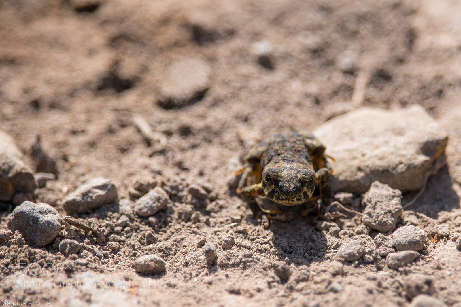 Canon EOS 70D sample photo. Sapo de rulo photography