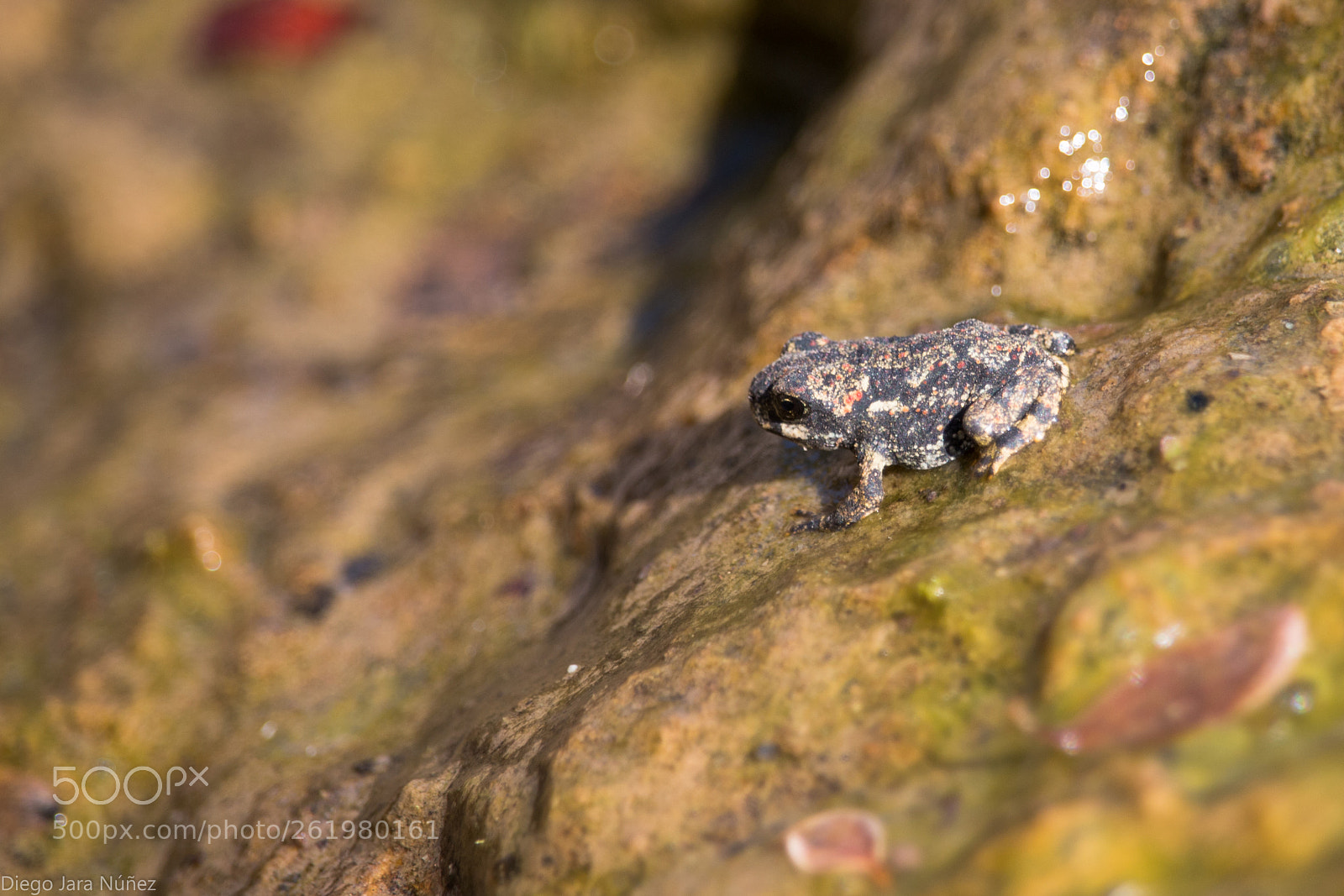 Canon EOS 70D sample photo. Sapo de rulo photography