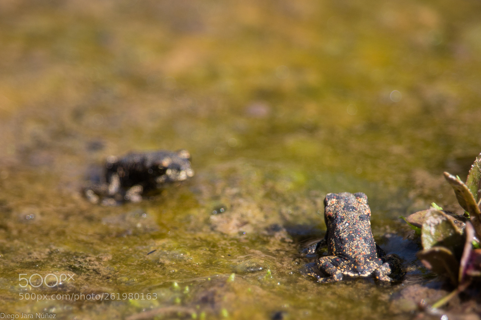 Canon EOS 70D sample photo. Sapo de rulo photography