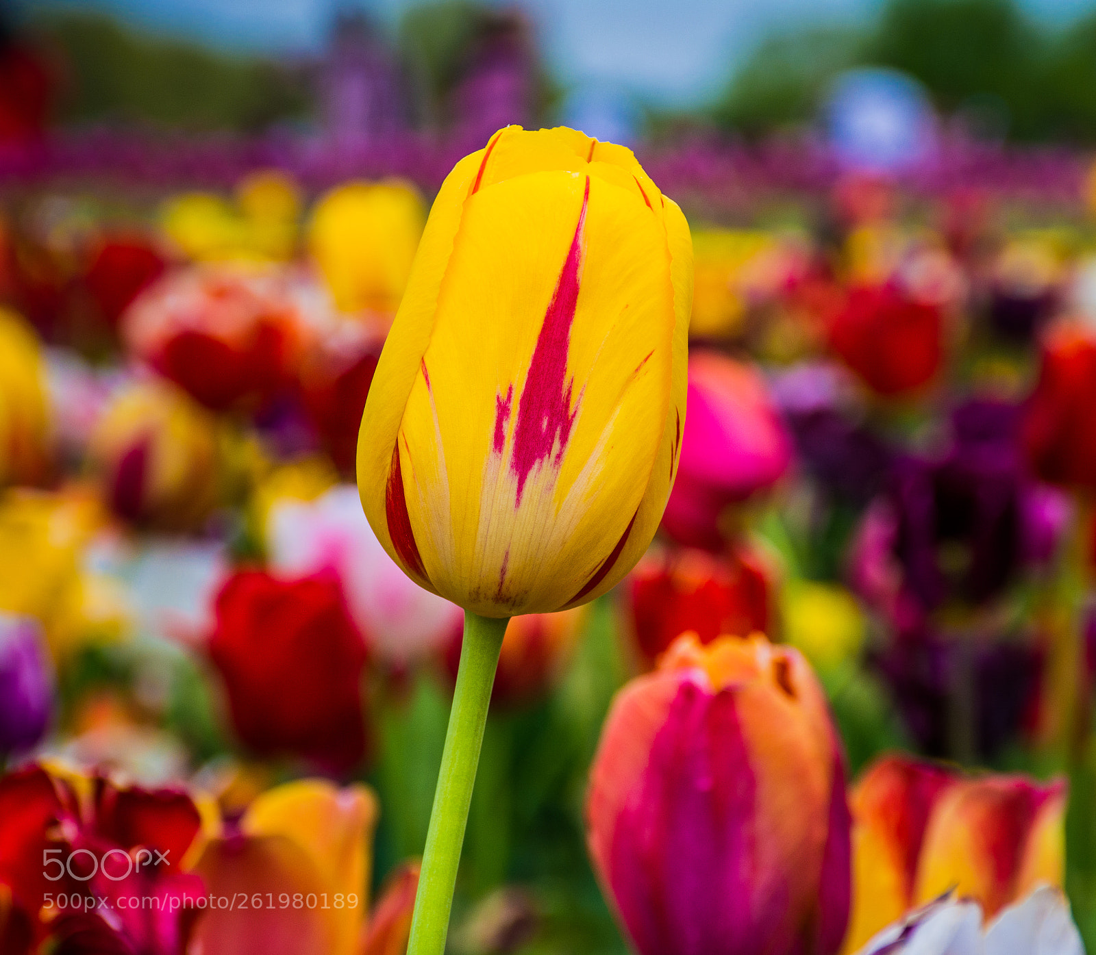 Nikon D5200 sample photo. Tulip festival nj photography
